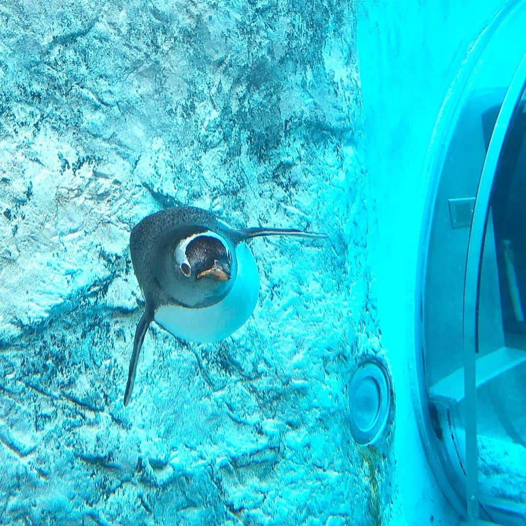 進藤やす子さんのインスタグラム写真 - (進藤やす子Instagram)「✳︎ 初めての旭山動物園😆 . ペンギン🐧のヒナが貫禄ありすぎてたまらない😂❤️ . . #旭山動物園 #ペンギンの散歩 #ペンギンのお散歩 #ペンギンの行進 #キングペンギン」2月10日 17時41分 - yasukoshindo