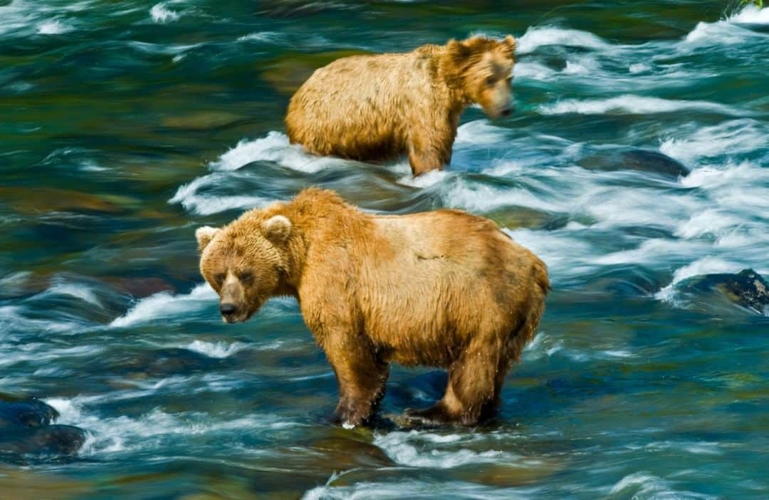 National Geographic Travelさんのインスタグラム写真 - (National Geographic TravelInstagram)「Photo by @amivitale | Brown bears fish for salmon at Katmai National Park and Preserve (@katmainps) in southern Alaska. Katmai is one of the premier areas in the world for viewing brown bears. It's estimated that around 2,200 brown bears inhabit the park. In fact, more bears than people are believed to live on the Alaska Peninsula. “As many bear populations around the world decline, Katmai provides some of the few remaining unaltered habitats for these amazing creatures,” says the @nationalparkservice on its website.  Follow @amivitale for more stories about the beauty and hope in the world. @natgeoimagecollection @thephotosociety #bears #alaska #rivers #nationalparks #katmai」2月10日 18時08分 - natgeotravel