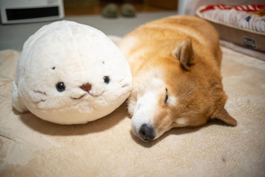 まる（まるたろう）さんのインスタグラム写真 - (まる（まるたろう）Instagram)「Good night!✨🐶💤✨しろたんってさなんなん #あざらし的な設定なん❓ #まぁ色々あるよね #わかるよ #まぁ寝よっか」2月10日 23時59分 - marutaro