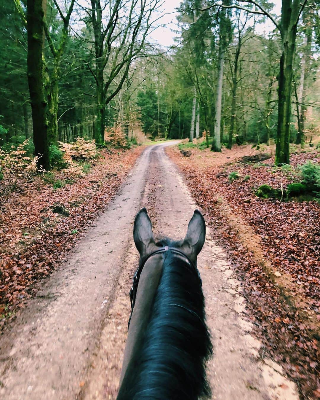 ジュディ舞衣のインスタグラム：「Power walks with the queen in the German woods🌲🍂」