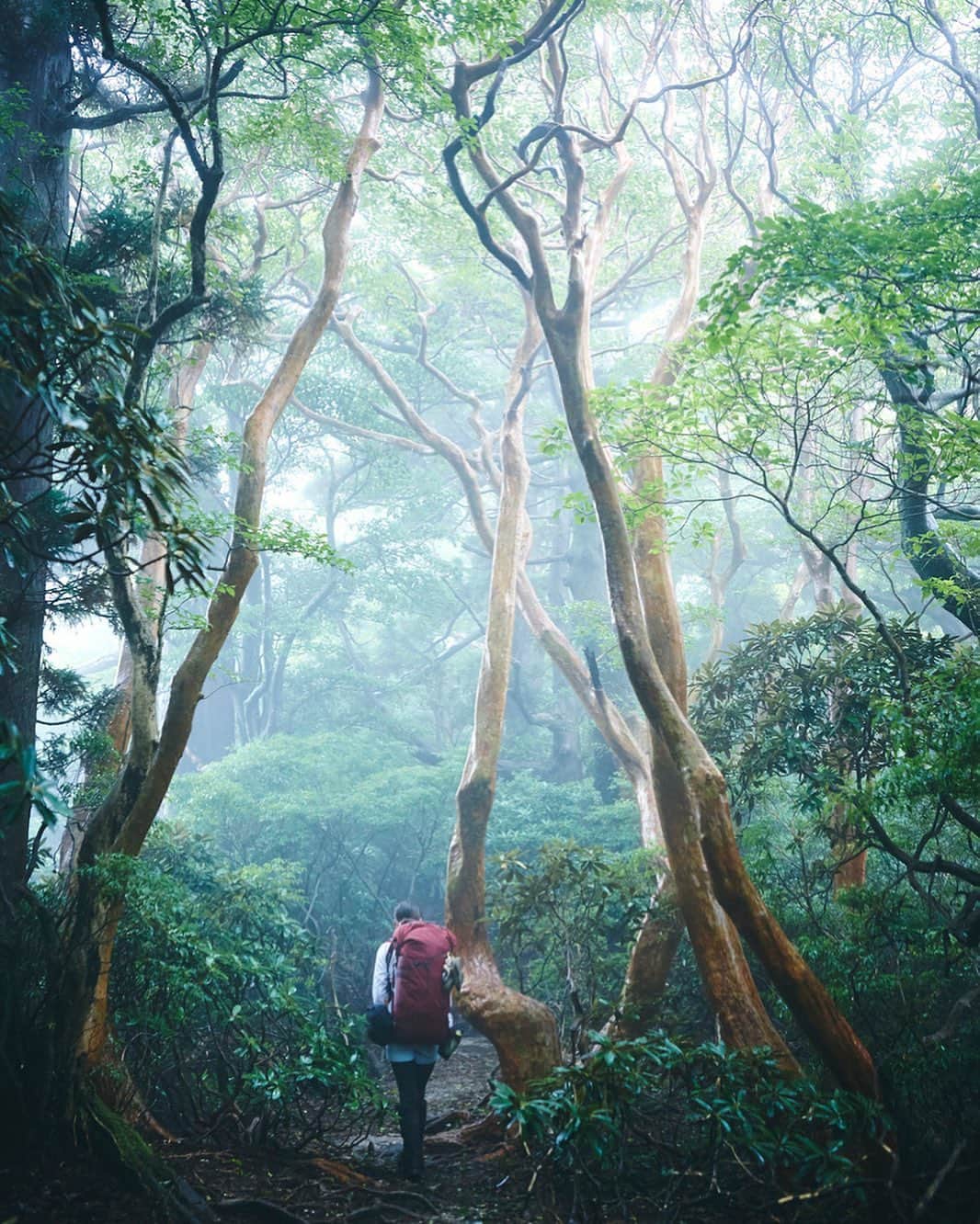 柏倉陽介さんのインスタグラム写真 - (柏倉陽介Instagram)「📷 YAKUSHIMA JAPAN #earthfocus #wildernessculture #natgeo #discoverearth #写真 #風景 #カメラ #アウトドア #outdoor #ミラーレス一眼 #カメラのある生活 #屋久島 #Yakushima #mountain #山 #forest #mytravelgram #instagramjapan #team_jp #lovers_nippon #icu_japan #japan_photo_now #wu_japan #ig_japan_ #japan_daytime_view #jp_gallery #art_of_japan #igersjp #photo_shorttrip #unknownjapan」2月10日 19時28分 - yosuke_kashiwakura