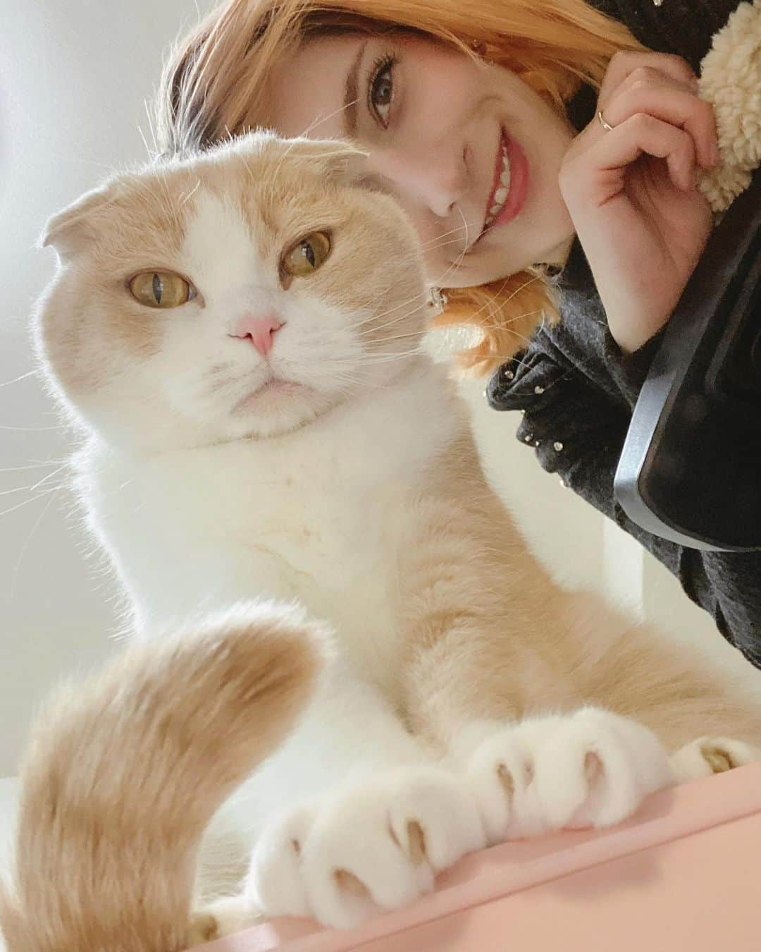 mimeiのインスタグラム：「this is it i never need to take another selfie again nothing will ever beat this #cinnamonpunk #scottishfold #🥰」