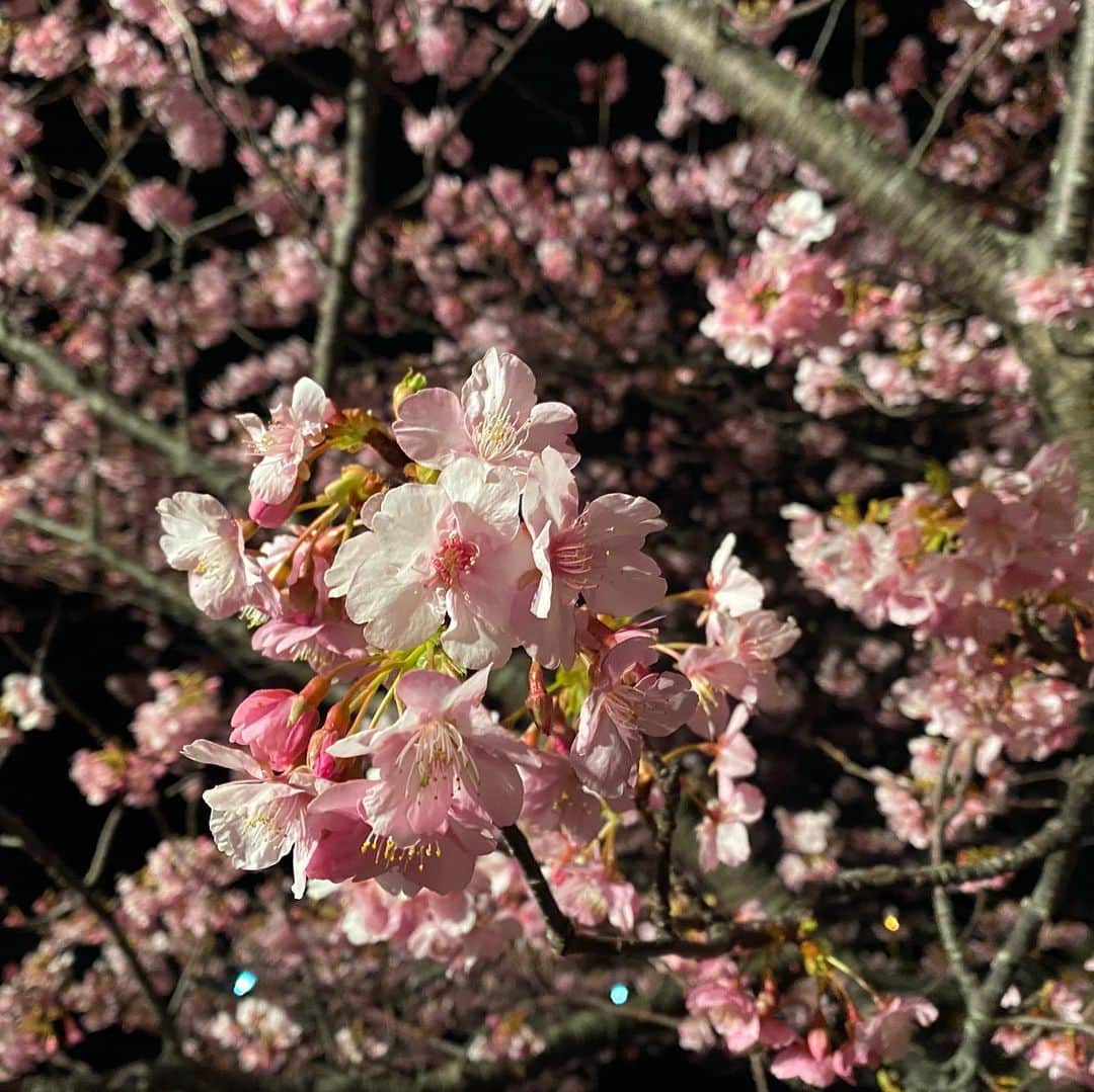 松原大祐さんのインスタグラム写真 - (松原大祐Instagram)「日本一早く咲く桜！！ 河津桜まつりのオープニングセレモニーの司会でした！！ 今年は例年以上に早く咲いているそうで、バッチリ！！夜桜もライトアップされ、とても綺麗でしたよ😊🌸 河津桜まつりは、この30年でお客さんの数が300倍に増加したそう！！初日の今日もたくさんのお客さんが桜を楽しんでいました！  #河津桜まつり 今年のオープニングゲストは#久保ひとみ さんと俳優の#前野朋哉 さん！#河津桜 は今年も見事に咲いております」2月10日 20時16分 - daisuke_matsubara_sdt