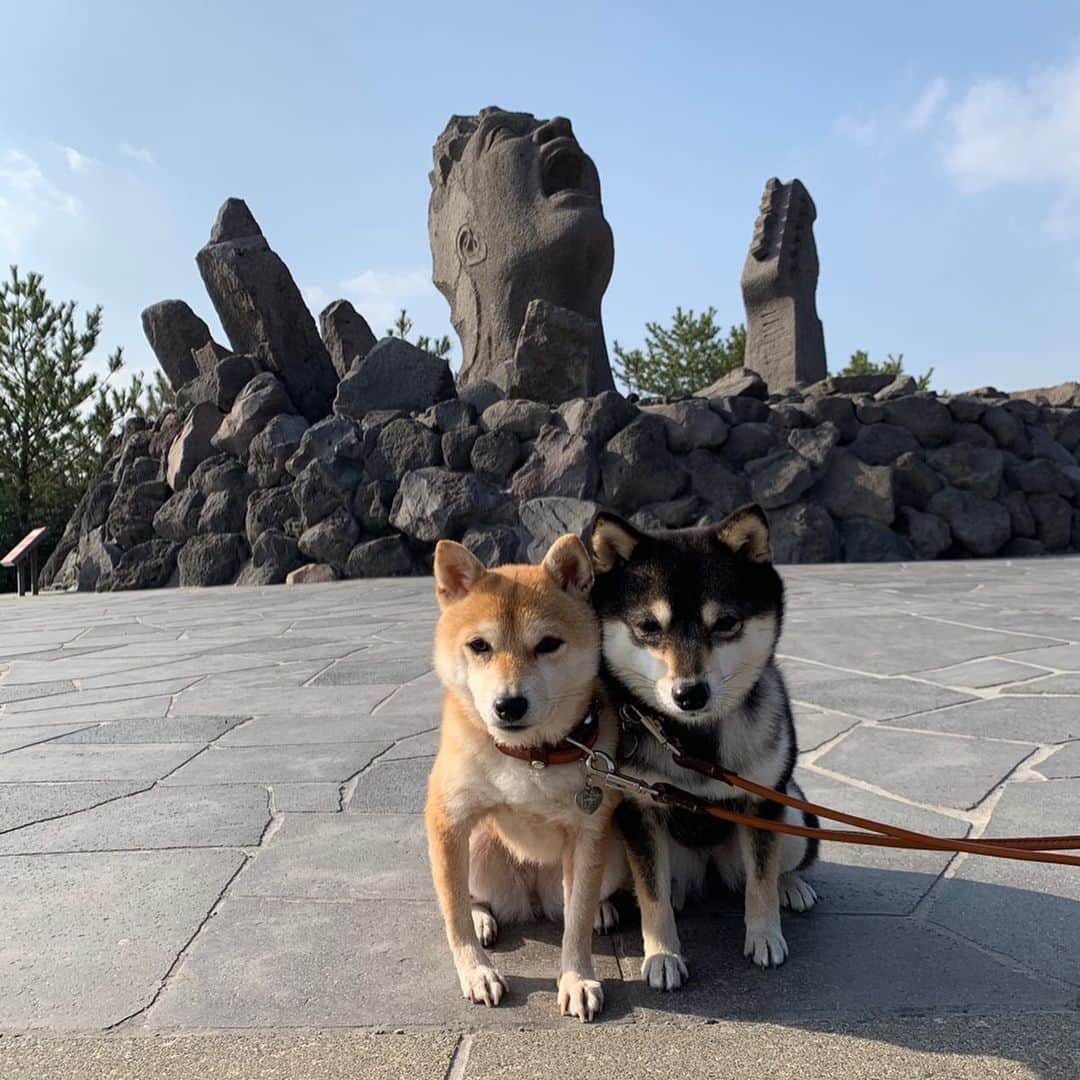 豆柴なつ&ふゆさんのインスタグラム写真 - (豆柴なつ&ふゆInstagram)「We go to Kagoshima😊‼️ Sakurajima⛰ 鹿児島に行きました😊‼️桜島と曽木の滝‼️ #旅行 #trip #九州旅行 #犬連れ旅行 #車旅 #bmwx3 #桜島 #曽木の滝 #シバフル #わんダフォ #shibamania  #柴犬ライフ#pecoいぬ部 #shiba_snap  #instashiba#cutedogs  #柴犬#shiba #shibainu #shibastagram #いぬすたぐらむ #pecoいぬ部 #犬バカ部 #shibainumag_feature #instafollow #dogoftheday  #🐕📷 #theshibasociety  #柴#proudshibas  #柴犬マニア」2月10日 20時31分 - mameshiba.natsuinu56