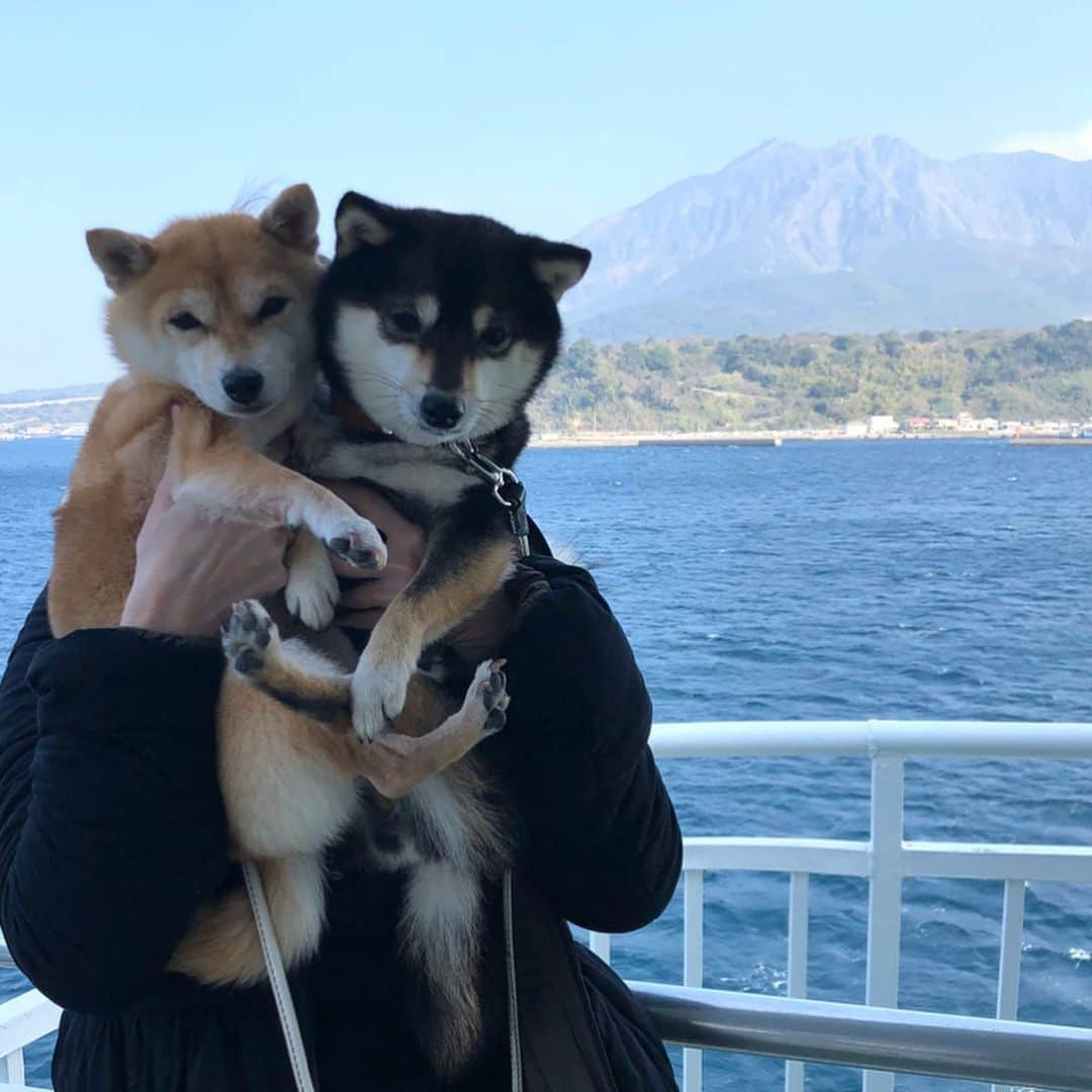 豆柴なつ&ふゆさんのインスタグラム写真 - (豆柴なつ&ふゆInstagram)「We go to Kagoshima😊‼️ Sakurajima⛰ 鹿児島に行きました😊‼️桜島と曽木の滝‼️ #旅行 #trip #九州旅行 #犬連れ旅行 #車旅 #bmwx3 #桜島 #曽木の滝 #シバフル #わんダフォ #shibamania  #柴犬ライフ#pecoいぬ部 #shiba_snap  #instashiba#cutedogs  #柴犬#shiba #shibainu #shibastagram #いぬすたぐらむ #pecoいぬ部 #犬バカ部 #shibainumag_feature #instafollow #dogoftheday  #🐕📷 #theshibasociety  #柴#proudshibas  #柴犬マニア」2月10日 20時31分 - mameshiba.natsuinu56