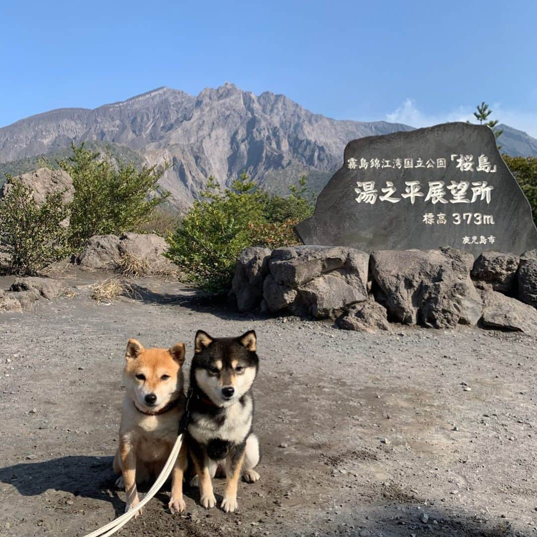 豆柴なつ&ふゆさんのインスタグラム写真 - (豆柴なつ&ふゆInstagram)「We go to Kagoshima😊‼️ Sakurajima⛰ 鹿児島に行きました😊‼️桜島と曽木の滝‼️ #旅行 #trip #九州旅行 #犬連れ旅行 #車旅 #bmwx3 #桜島 #曽木の滝 #シバフル #わんダフォ #shibamania  #柴犬ライフ#pecoいぬ部 #shiba_snap  #instashiba#cutedogs  #柴犬#shiba #shibainu #shibastagram #いぬすたぐらむ #pecoいぬ部 #犬バカ部 #shibainumag_feature #instafollow #dogoftheday  #🐕📷 #theshibasociety  #柴#proudshibas  #柴犬マニア」2月10日 20時31分 - mameshiba.natsuinu56