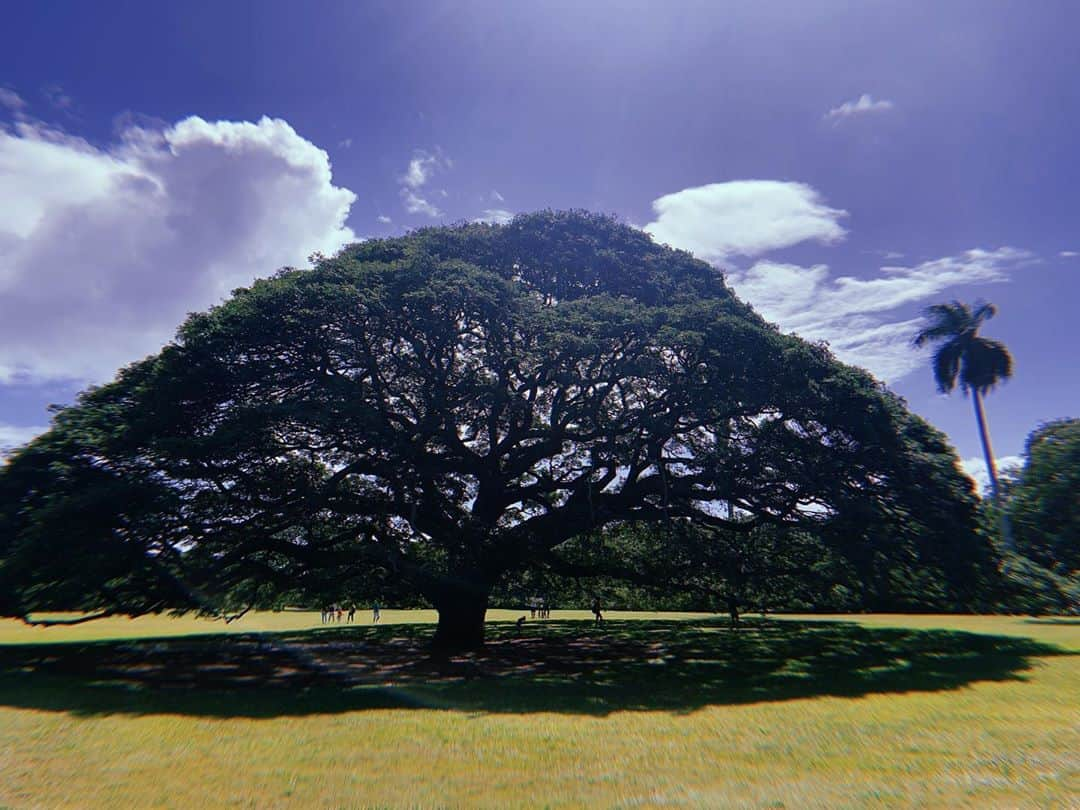 北出ゆいのインスタグラム：「この木なんの木気になる木🌳」