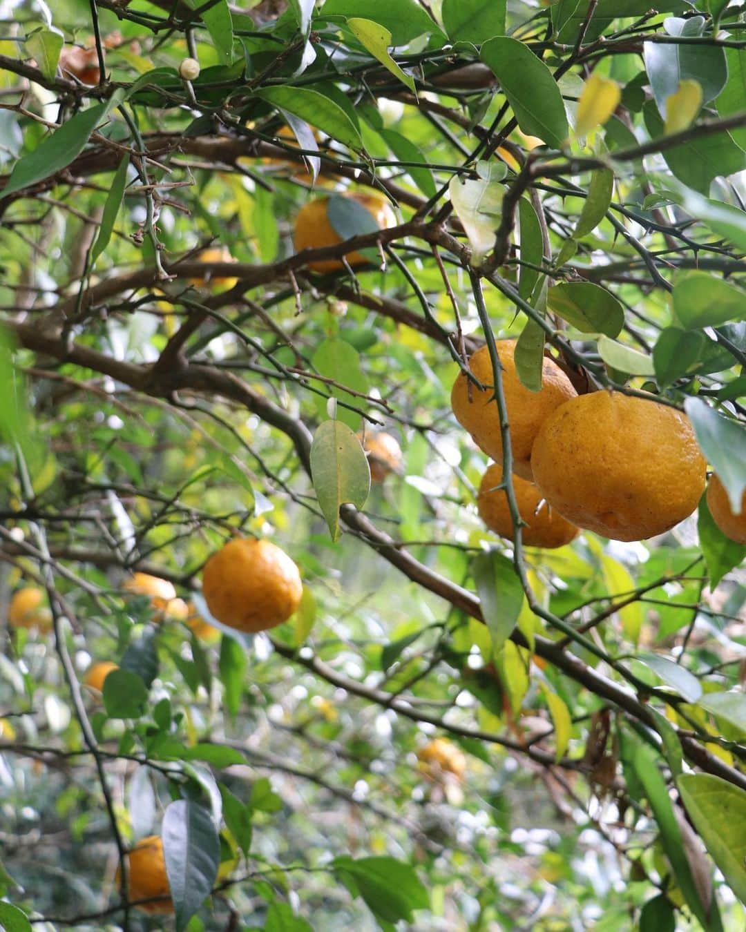komugiさんのインスタグラム写真 - (komugiInstagram)「2020.2.10 . 実家山畑のサマーポメロにボンタン、柚子… なかなかいきつかなかった柑橘収穫にも ようやく先が見えて 春を迎える準備が整った気分です。 元気をなくした両親が家庭菜園を諦めた今も 季節を知る果樹や椎茸の収穫は 私達を癒します。 先日切り倒して頂いたクヌギの樹も 原木椎茸の材料。 自然に任せて育つ作物は 風情まで美味しく味わえます。 . 今日は台所からこの頃の柑橘仕事と 卵白消費のおやつも 投函しました。 金柑の甘露煮、レモンタルト、 金柑ピール入りの生チョコタルト。 レモン味のメレンゲクッキー。 そして、お届けくださった徳之島のタンカンは ピールからオランジェットに 加工中です。 .」2月10日 20時43分 - komugi3955