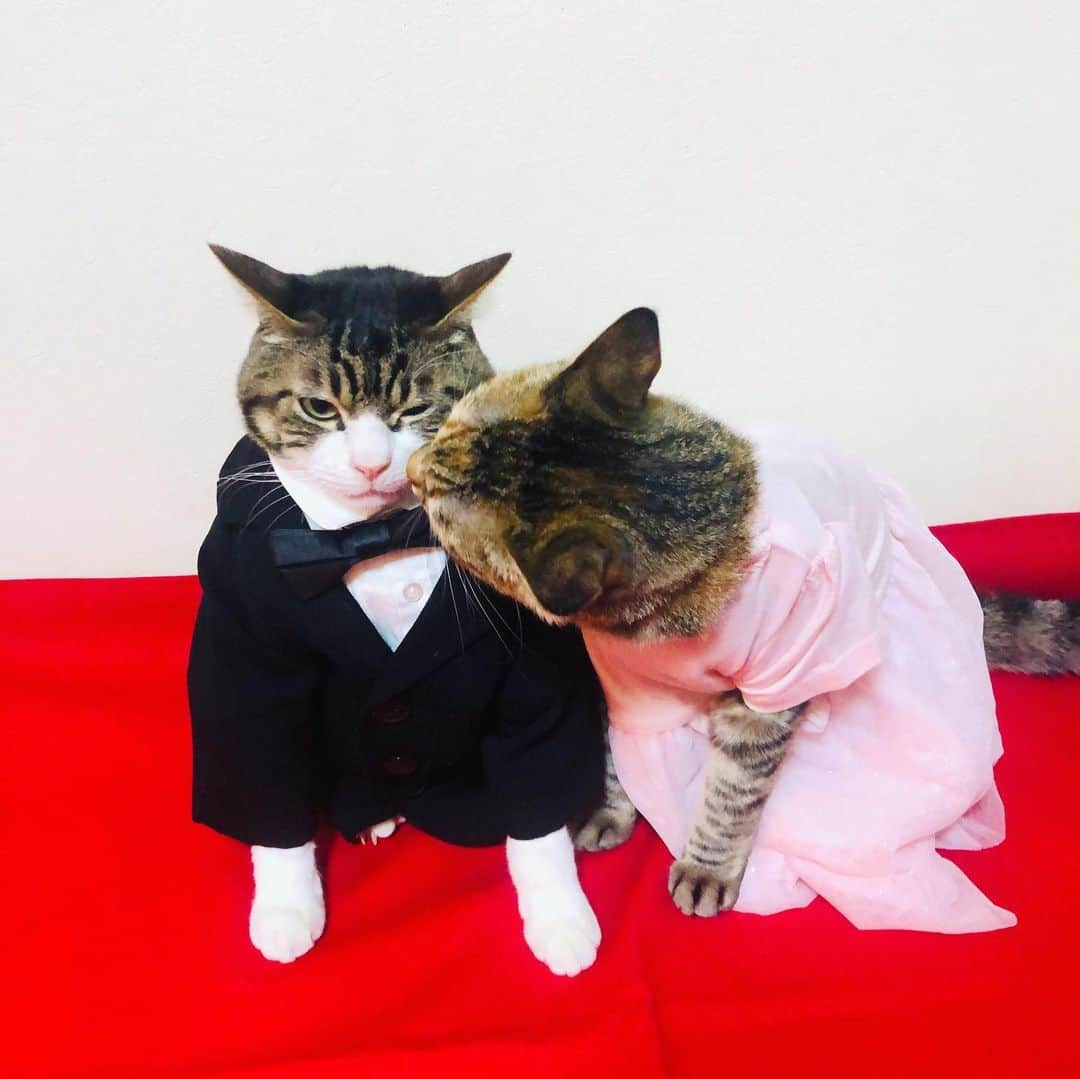 マロさんのインスタグラム写真 - (マロInstagram)「ニャカデミー賞授賞式に出席したにゃん😹 We attended the Meowcademy Awards ceremony. ☆ いつもコメントありがとうございます😺🙏💕 返信出来なくてすみません🙇‍♀️ 全て拝見しています🐾 ☆ Thank you for your kind comments😸🙏💕 I'm sorry that I couldn't reply. ☆ #cat#cats#catsofinstagram#😻 #academyawards2020#actor  #academyawards#ねこ#猫#ネコ #ねこ部#ふわもこ部#正装#ドレス #アカデミー賞#アカデミー賞授賞式#斉藤和義#カーリングシトーンズ#猫のいる暮らし」2月10日 20時52分 - rinne172