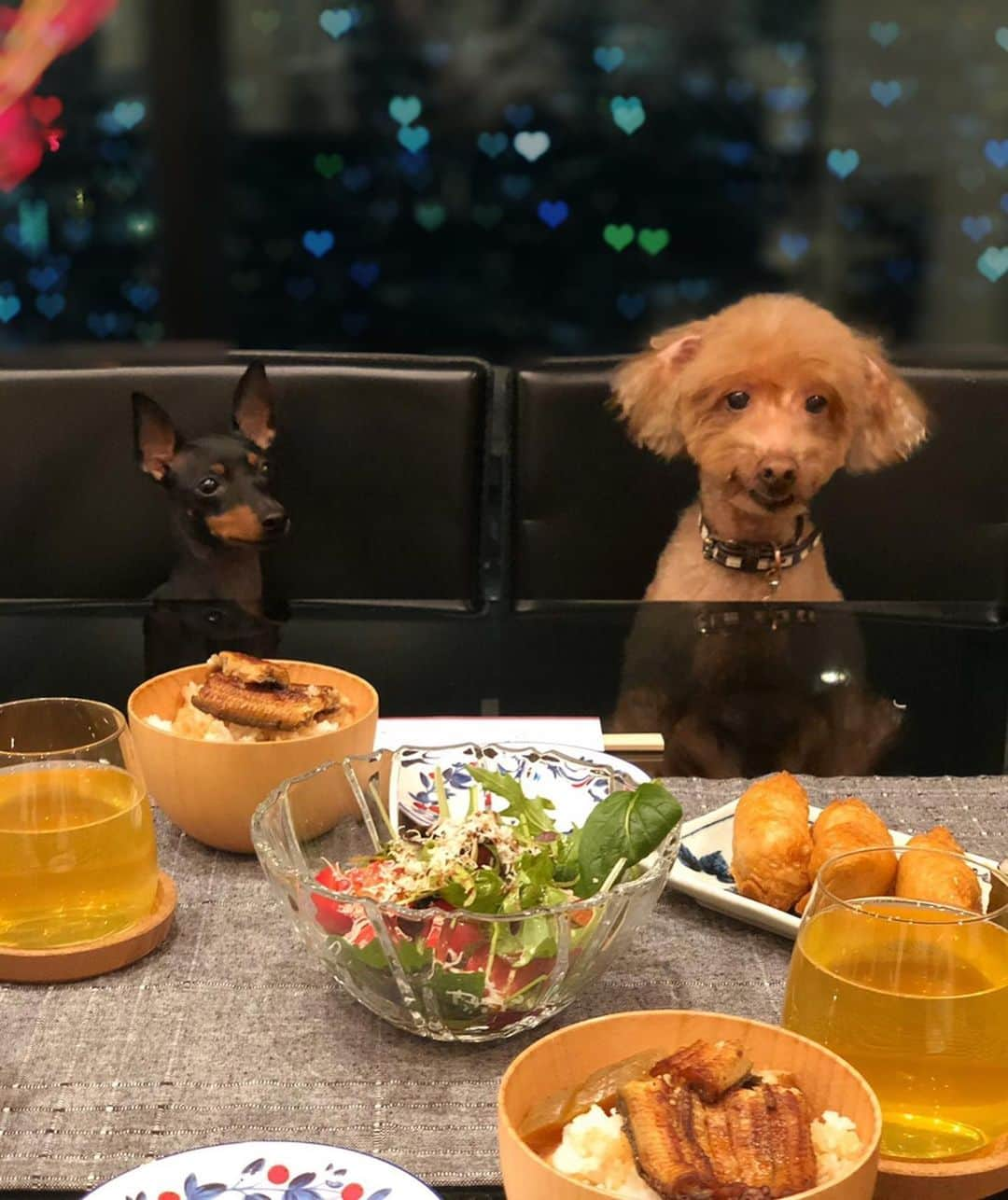 小倉星羅さんのインスタグラム写真 - (小倉星羅Instagram)「ごはんが食べたいワンコ🐕 必死なママたち🤦🏼‍♀️」2月10日 20時58分 - seira_ogura