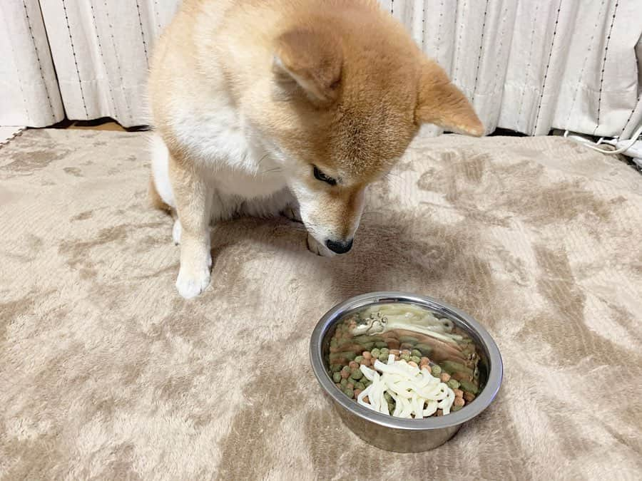 ジョナゴールドさんのインスタグラム写真 - (ジョナゴールドInstagram)「♥ 香川のお土産で わんちゃん用の讃岐うどんを買ってきました‎´•ﻌ•`🐾 ・ どうやらうちのふーたさんにも讃岐うどんの美味しさはわかったようです😋 ・ 2枚目の写真は私に待てされられているふーたです(笑) うどん食べてるふーたも最高に可愛かった🥰 ♥ #うどん #讃岐うどん #香川 #udon #犬用 #犬 #愛犬 #柴犬 #柴犬のいる暮らし #shibainu #お土産 #ringomusume #jonagold」2月10日 21時23分 - jonagold_0323