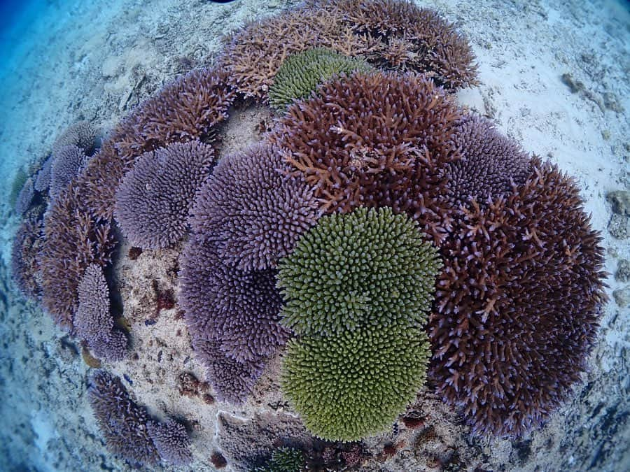 中島早貴さんのインスタグラム写真 - (中島早貴Instagram)「2月1日に 沖縄恩納村の海に潜って チーム美らサンゴの活動をしてきました🐠 - SATOYAMA＆SATOUMIイベントでメンバーやファンの皆様が募金活動なので協力してくださったサンゴスティックに、サンゴの苗を付けて、海で成長をとげた子達を、もう少し広い場所へ植え付ける作業🐠✨ - 海に潜って実際にメンバーの名前が書いてあるスティックを見たとき、興奮のあまりレギュラーター取れそうだった。笑 感動したなぁーー🥺 ちゃんと皆様の活動が役にたってます！！！！！！🙏🏻✨ って声を大にしてお伝えしたい😢🙏🏻✨ 海の生物の4分の1がサンゴに助けられています。 そのサンゴを守らなくちゃね みんなみんな繋がっています 私達も海の生き物も☺️🌏💗 - Cカードを取得してから 早3年？やっとダイバーらしい活動ができました🌏💗 といってもまだまだサポートしてもらってばかりですが… 海の素晴らしさ、大切を私なりに伝えていきたいなって思ってます😊 - 皆様これからもチーム美らサンゴの活動の応援よろしくお願いします🙏🏻✨🐠💗 - #チーム美らサンゴ #Diver #ダイビング #沖縄　#恩納村　 #森里川海アンバサダー #ナカジマ旅」2月10日 21時49分 - saki__nakajima__uf