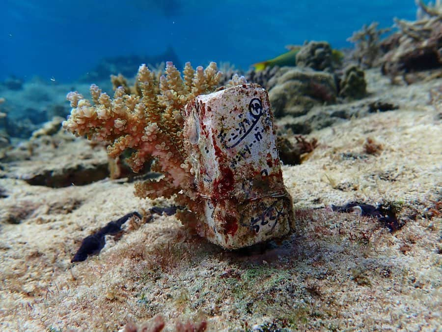 中島早貴さんのインスタグラム写真 - (中島早貴Instagram)「2月1日に 沖縄恩納村の海に潜って チーム美らサンゴの活動をしてきました🐠 - SATOYAMA＆SATOUMIイベントでメンバーやファンの皆様が募金活動なので協力してくださったサンゴスティックに、サンゴの苗を付けて、海で成長をとげた子達を、もう少し広い場所へ植え付ける作業🐠✨ - 海に潜って実際にメンバーの名前が書いてあるスティックを見たとき、興奮のあまりレギュラーター取れそうだった。笑 感動したなぁーー🥺 ちゃんと皆様の活動が役にたってます！！！！！！🙏🏻✨ って声を大にしてお伝えしたい😢🙏🏻✨ 海の生物の4分の1がサンゴに助けられています。 そのサンゴを守らなくちゃね みんなみんな繋がっています 私達も海の生き物も☺️🌏💗 - Cカードを取得してから 早3年？やっとダイバーらしい活動ができました🌏💗 といってもまだまだサポートしてもらってばかりですが… 海の素晴らしさ、大切を私なりに伝えていきたいなって思ってます😊 - 皆様これからもチーム美らサンゴの活動の応援よろしくお願いします🙏🏻✨🐠💗 - #チーム美らサンゴ #Diver #ダイビング #沖縄　#恩納村　 #森里川海アンバサダー #ナカジマ旅」2月10日 21時49分 - saki__nakajima__uf