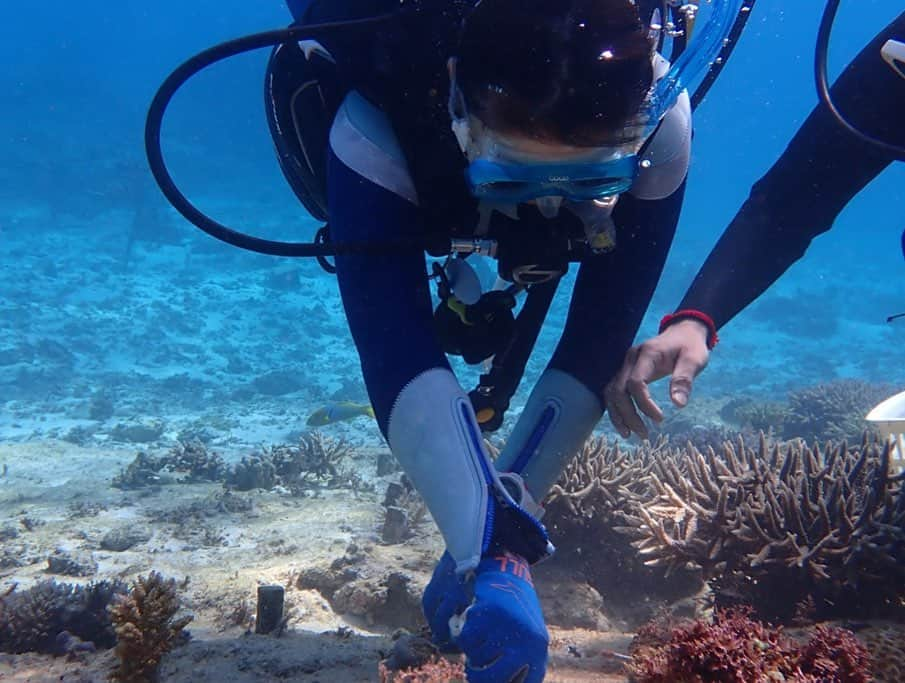 中島早貴さんのインスタグラム写真 - (中島早貴Instagram)「2月1日に 沖縄恩納村の海に潜って チーム美らサンゴの活動をしてきました🐠 - SATOYAMA＆SATOUMIイベントでメンバーやファンの皆様が募金活動なので協力してくださったサンゴスティックに、サンゴの苗を付けて、海で成長をとげた子達を、もう少し広い場所へ植え付ける作業🐠✨ - 海に潜って実際にメンバーの名前が書いてあるスティックを見たとき、興奮のあまりレギュラーター取れそうだった。笑 感動したなぁーー🥺 ちゃんと皆様の活動が役にたってます！！！！！！🙏🏻✨ って声を大にしてお伝えしたい😢🙏🏻✨ 海の生物の4分の1がサンゴに助けられています。 そのサンゴを守らなくちゃね みんなみんな繋がっています 私達も海の生き物も☺️🌏💗 - Cカードを取得してから 早3年？やっとダイバーらしい活動ができました🌏💗 といってもまだまだサポートしてもらってばかりですが… 海の素晴らしさ、大切を私なりに伝えていきたいなって思ってます😊 - 皆様これからもチーム美らサンゴの活動の応援よろしくお願いします🙏🏻✨🐠💗 - #チーム美らサンゴ #Diver #ダイビング #沖縄　#恩納村　 #森里川海アンバサダー #ナカジマ旅」2月10日 21時49分 - saki__nakajima__uf