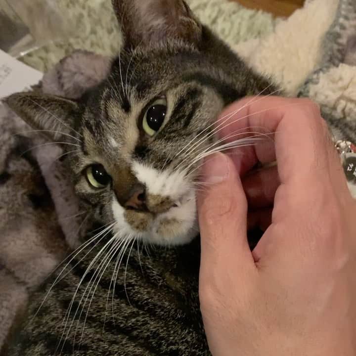 takegaeruのインスタグラム：「てんちゃんのキバチラ😈 #猫 #cat #よもねこ #よもぎねこ #キジトラ #きじとら」