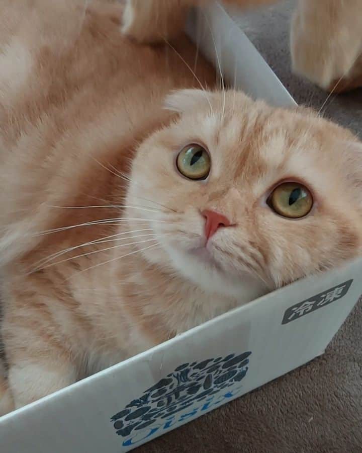 猫山田 Ａ. きなこのインスタグラム