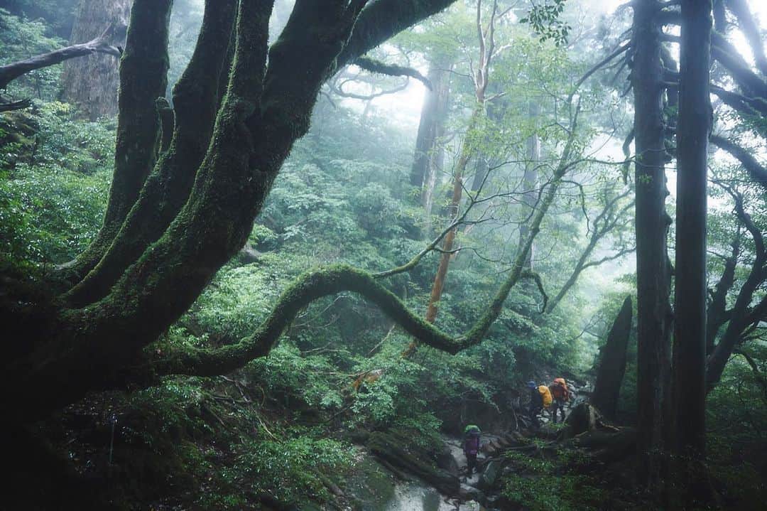 柏倉陽介さんのインスタグラム写真 - (柏倉陽介Instagram)「📷 YAKUSHIMA JAPAN #earthfocus #wildernessculture #natgeo #discoverearth #写真 #風景 #カメラ #アウトドア #outdoor #ミラーレス一眼 #カメラのある生活 #屋久島 #Yakushima #mountain #山 #forest #mytravelgram #instagramjapan #team_jp #lovers_nippon #icu_japan #japan_photo_now #wu_japan #ig_japan_ #japan_daytime_view #jp_gallery #art_of_japan #igersjp #photo_shorttrip #unknownjapan」2月10日 21時58分 - yosuke_kashiwakura