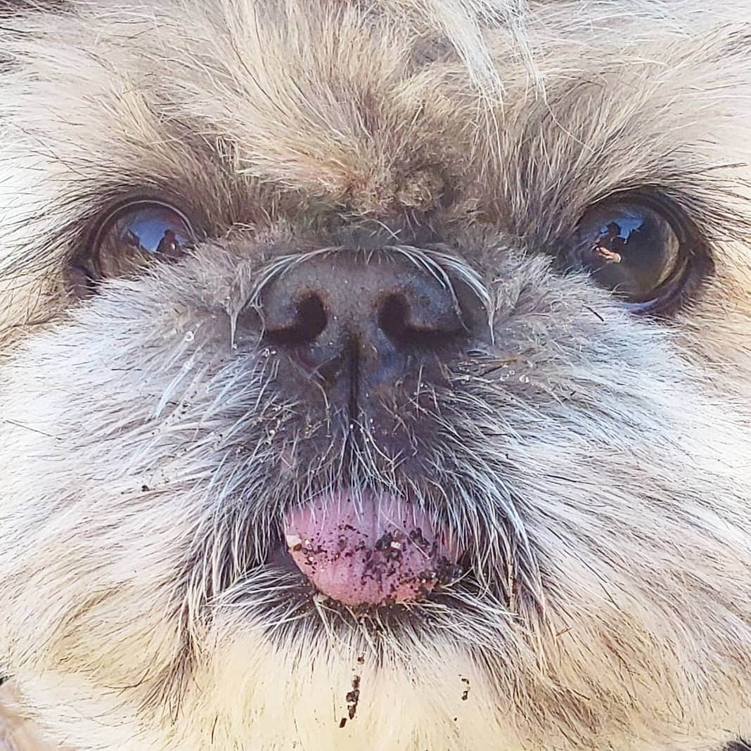 のインスタグラム：「I enjoyed the walk! 散歩後の乱れ髪と泥タン👅 #散歩の時だけ頼む #タンしまってくれ」