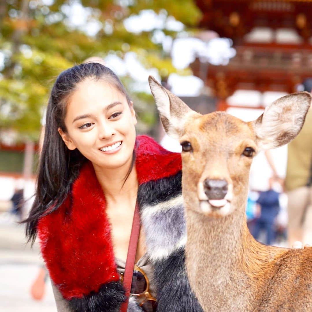 遊海 Yuumiさんのインスタグラム写真 - (遊海 YuumiInstagram)「My last autumn 🍂 at Nara with lovely dears 💕 visitjapan #nara #narapark #narajapan #japan #奈良 photo by @kevliu2」2月10日 22時11分 - yuumi_kato