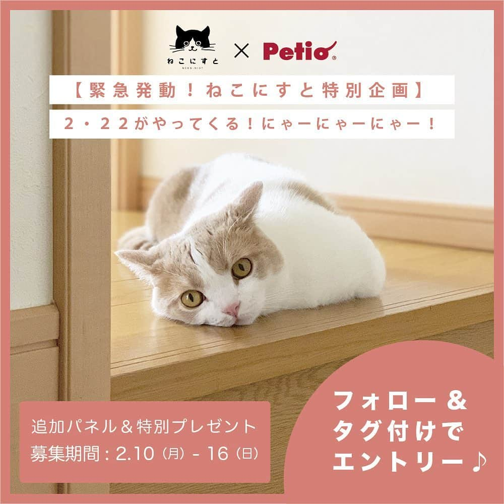 Petioさんのインスタグラム写真 - (PetioInstagram)「Petio×ねこにすと • ————— お知らせ♡ ————— • 有楽町マルイで開催中の『ねこにすと14』には 1000枚ものたくさんのねこパネルが展示されています🐱 • 来たる2月22日(にゃーにゃーにゃー)に 50枚追加でパネルを展示するこ都が決定！！ •  そこでっ！ ねこにすとさんとコラボして50枚を 一緒に選ぶことになりました🧡🧡🧡 • さらに応募していただいた方から 30名様には猫グッズをプレゼント🐈🎁 • 今パネルになっている方ももちろん参加可能！ 皆さんどしどしご応募ください✨ • 【応募方法】 ①:Petio(@petio_ )とねこにすと(@neko_nist )の  公式Instagramアカウントをフォロー ②:#petio と#ねこにすと #ねこにすと特別パネル  で「猫画像」をインスタグラムに投稿。 タグ付けも、ぜひお願いします🙏💕 • • 応募締め切りは2月16日(日)まで！！ 応募制限はないので良い写真が撮れたら 何度でもご応募ください🌟 • •  #猫の日  #特別企画  #猫の日  #にゃーにゃーにゃー  #にゃーにゃーにゃーの日  #ニャンニャンデー  #ペティオ #petio  #ねこ #ネコ #猫  #ねこすたぐらむ  #ねこ部 #猫部  #ねこのきもち  #ねこ好き #ねこばか #ねこのいる生活  #ねこすきさんと繋がりたい #ねこと暮らす #ねこぱんち #ねこラブ #ねこさま #ねこグッズ #ねこのいる生活 #にゃんだふるらいふ  #ねこばか部 #ねこ大好き #ねこすたぐらむ  #🐱」2月11日 9時05分 - petio_