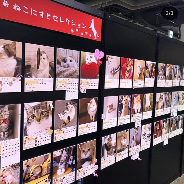 Petioさんのインスタグラム写真 - (PetioInstagram)「Petio×ねこにすと • ————— お知らせ♡ ————— • 有楽町マルイで開催中の『ねこにすと14』には 1000枚ものたくさんのねこパネルが展示されています🐱 • 来たる2月22日(にゃーにゃーにゃー)に 50枚追加でパネルを展示するこ都が決定！！ •  そこでっ！ ねこにすとさんとコラボして50枚を 一緒に選ぶことになりました🧡🧡🧡 • さらに応募していただいた方から 30名様には猫グッズをプレゼント🐈🎁 • 今パネルになっている方ももちろん参加可能！ 皆さんどしどしご応募ください✨ • 【応募方法】 ①:Petio(@petio_ )とねこにすと(@neko_nist )の  公式Instagramアカウントをフォロー ②:#petio と#ねこにすと #ねこにすと特別パネル  で「猫画像」をインスタグラムに投稿。 タグ付けも、ぜひお願いします🙏💕 • • 応募締め切りは2月16日(日)まで！！ 応募制限はないので良い写真が撮れたら 何度でもご応募ください🌟 • •  #猫の日  #特別企画  #猫の日  #にゃーにゃーにゃー  #にゃーにゃーにゃーの日  #ニャンニャンデー  #ペティオ #petio  #ねこ #ネコ #猫  #ねこすたぐらむ  #ねこ部 #猫部  #ねこのきもち  #ねこ好き #ねこばか #ねこのいる生活  #ねこすきさんと繋がりたい #ねこと暮らす #ねこぱんち #ねこラブ #ねこさま #ねこグッズ #ねこのいる生活 #にゃんだふるらいふ  #ねこばか部 #ねこ大好き #ねこすたぐらむ  #🐱」2月11日 9時05分 - petio_