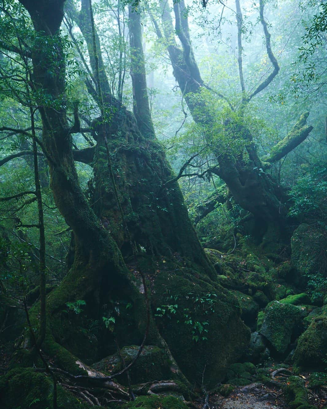 柏倉陽介さんのインスタグラム写真 - (柏倉陽介Instagram)「📷 YAKUSHIMA JAPAN #earthfocus #wildernessculture #natgeo #discoverearth #写真 #風景 #カメラ #アウトドア #outdoor #ミラーレス一眼 #カメラのある生活 #屋久島 #Yakushima #mountain #山 #forest #mytravelgram #instagramjapan #team_jp #lovers_nippon #icu_japan #japan_photo_now #wu_japan #ig_japan_ #japan_daytime_view #jp_gallery #art_of_japan #igersjp #photo_shorttrip #unknownjapan」2月11日 8時23分 - yosuke_kashiwakura