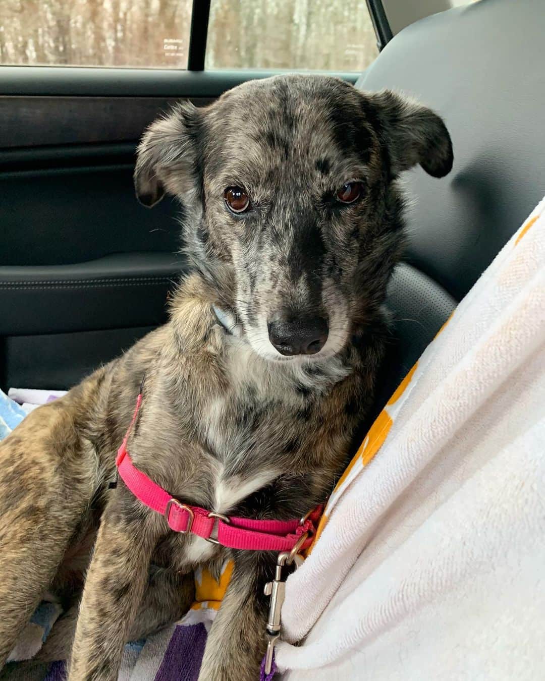 Grace Bonneyのインスタグラム：「She wasn’t happy about the ride to and from Albany again, but we were sure happy to hear this second surgery seems to be working well so far 👍🏼✨ two more months of being in the pen and no running or jumping, but it looks like we are *finally* on the right path for her little knee’s heeling 🤞🏼 📸 by @turshen」