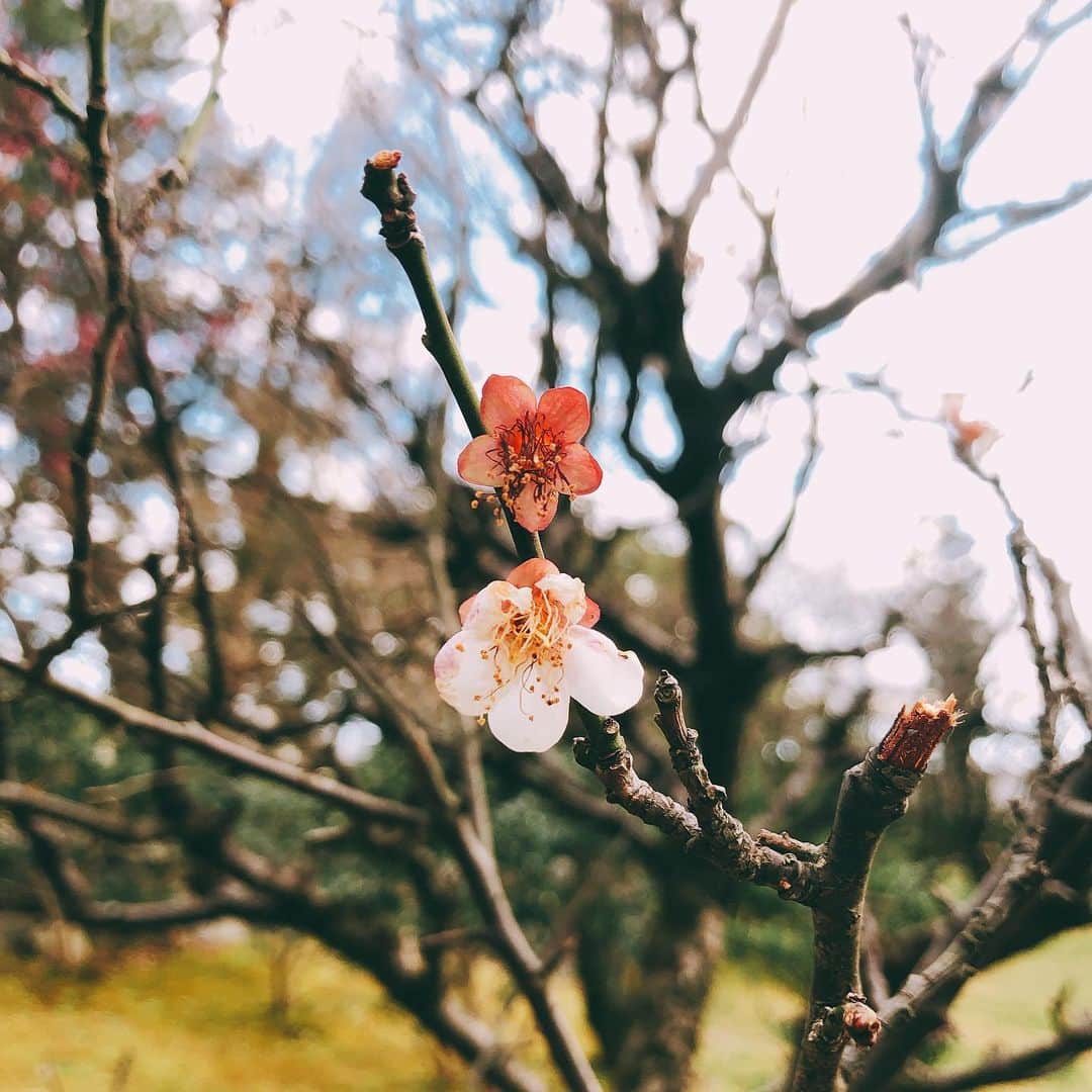 ハマカワフミエのインスタグラム：「君に預けし我が心は 今でも返事を待っています どれほど月日が流れても ずっと　ずっと 待っています  #plum  #shizuoka  #comespring  #春よ来い」