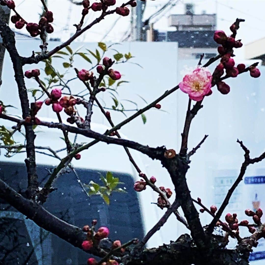 LABOdezaoさんのインスタグラム写真 - (LABOdezaoInstagram)「今年は雪の花を被って。 今年も紅白二色の春が、 つなぐモデルハウス「とこしえ」にやってきました。 #とこしえの梅の花 #二色咲きの椿  #北野白梅町 #2回目の春 #去年よりだいぶ早い。。 #でも雪混じり #つなぐモデルハウスとこしえ  #デザオ建設北野展示場 #モダンインテリア #バーチカルブラインド  #モダン和風 #ライフスタイルリノベーション #マンションリノベ #マンションリノベーション #デザオ建設 #デザオ #DEZAO  #DsLABO #京都#戸建リノベーション #リノベーション #リフォーム  #注文住宅 #マイホーム  #家 #住宅 #インテリア #デザイン #家づくり ＊デザオ建設のリフォーム、詳しい情報はこちらからどうぞ → @dezaoreform」2月11日 0時31分 - dezaoreform
