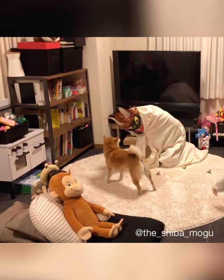 Moguのインスタグラム：「. 今年も鬼が来たなの。 #もぐの節分シリーズ #setsubun #節分 ①今年の節分なの。 #リサイクル鬼 #保存状態悪い ②昨年の節分なの。 . @the_shiba_mogu  #柴犬 #shibainu #shiba#赤柴 #redshiba#犬 #dog#しばいぬ#nannydog#犬と子供#子供と犬#柴犬と子供#柴#赤ちゃんと犬#犬と赤ちゃん#柴犬と赤ちゃん#赤ちゃんと柴犬#柴犬のいる暮らし#子守犬」