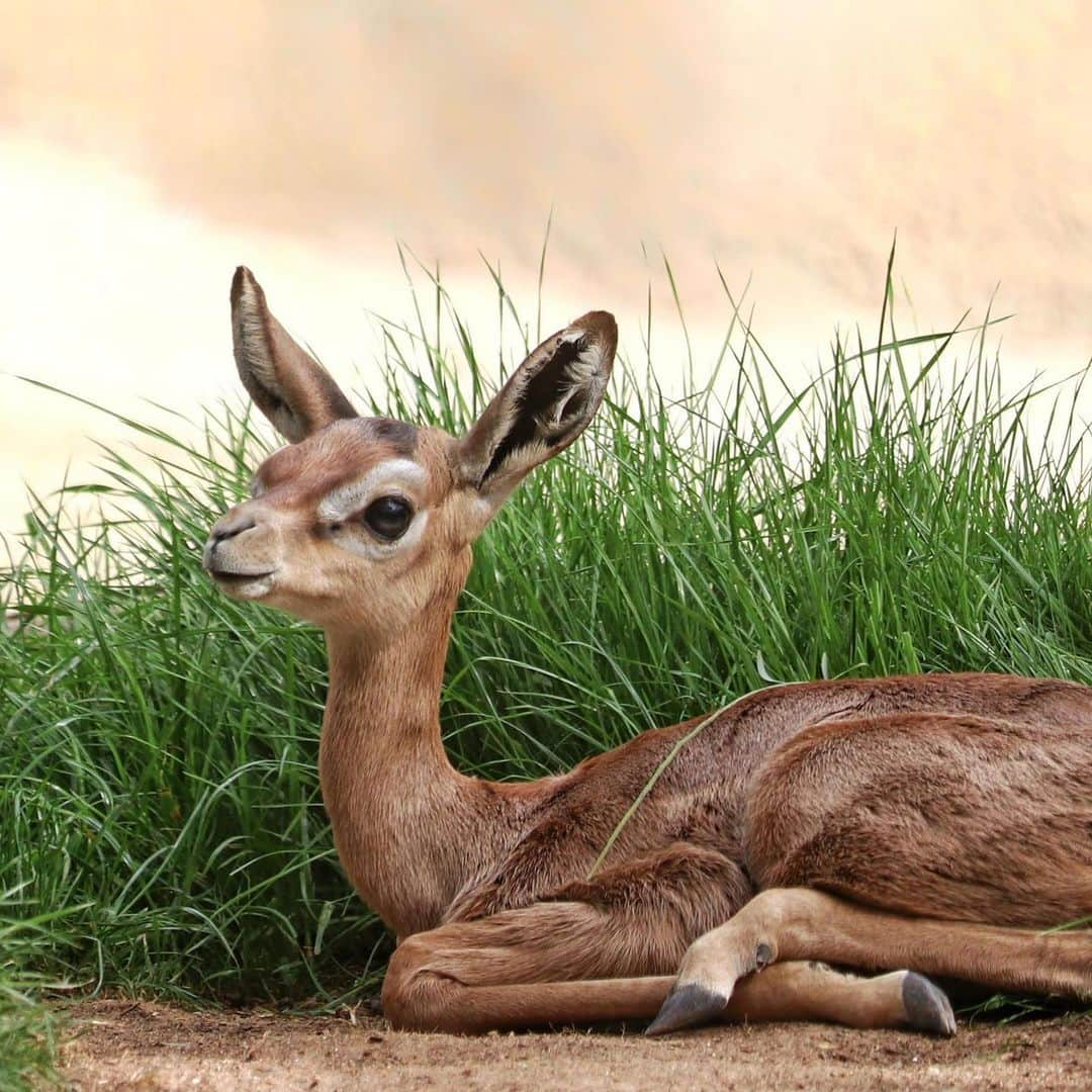 San Diego Zooさんのインスタグラム写真 - (San Diego ZooInstagram)「If this gerenuk calf can learn to stand within an hour of birth, you can make it through Monday.  Gerenuk means "giraffe-necked" in Somali and unlike many other grazing animals that give birth before the rainy reason, these long-necked antelope can bear young at any time during the year. Swipe for video! 📷 Liz Sauer #MondayMotivation #babyanimals #gerenuk #giraffegazelle #sandiegozoo」2月11日 3時44分 - sandiegozoo