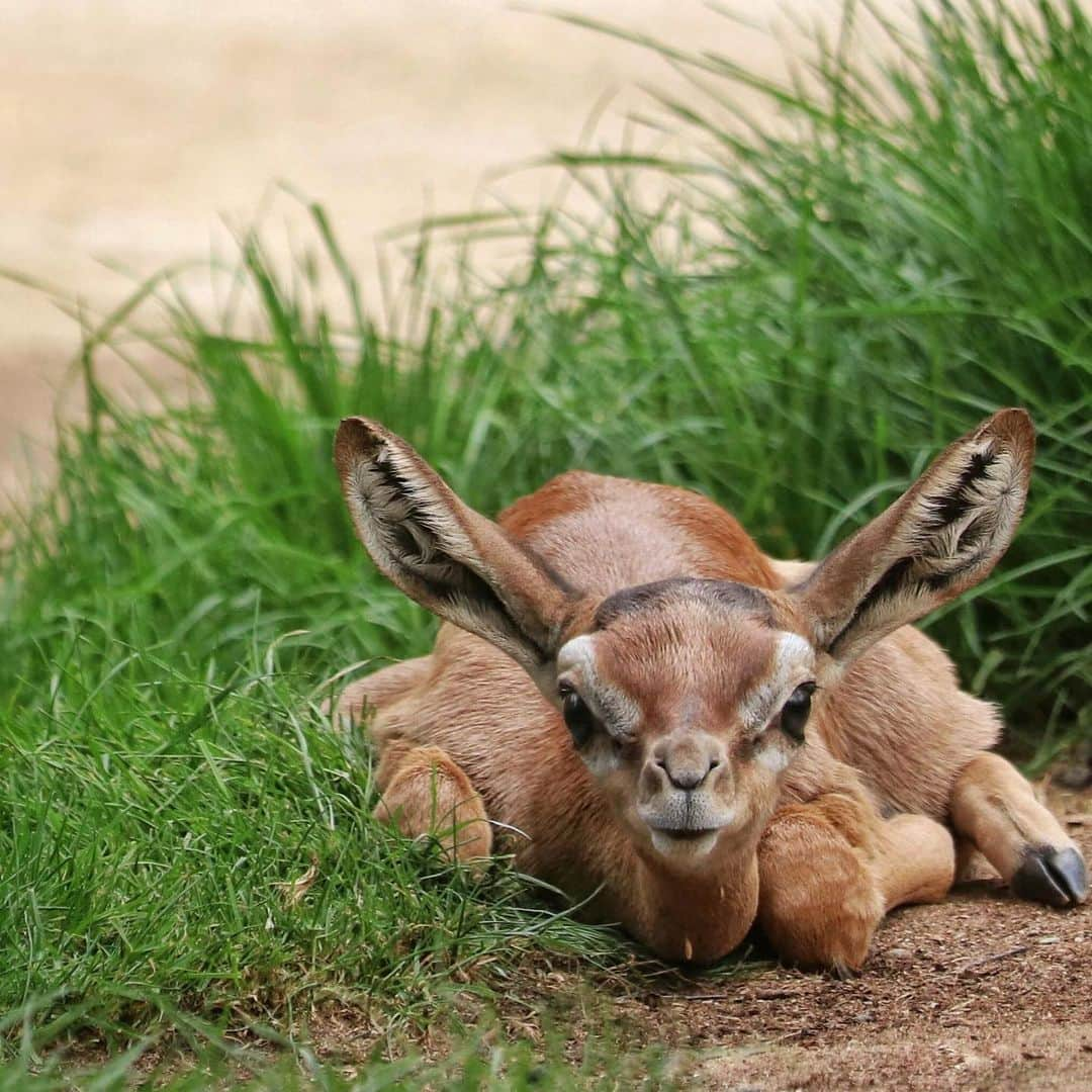 San Diego Zooさんのインスタグラム写真 - (San Diego ZooInstagram)「If this gerenuk calf can learn to stand within an hour of birth, you can make it through Monday.  Gerenuk means "giraffe-necked" in Somali and unlike many other grazing animals that give birth before the rainy reason, these long-necked antelope can bear young at any time during the year. Swipe for video! 📷 Liz Sauer #MondayMotivation #babyanimals #gerenuk #giraffegazelle #sandiegozoo」2月11日 3時44分 - sandiegozoo