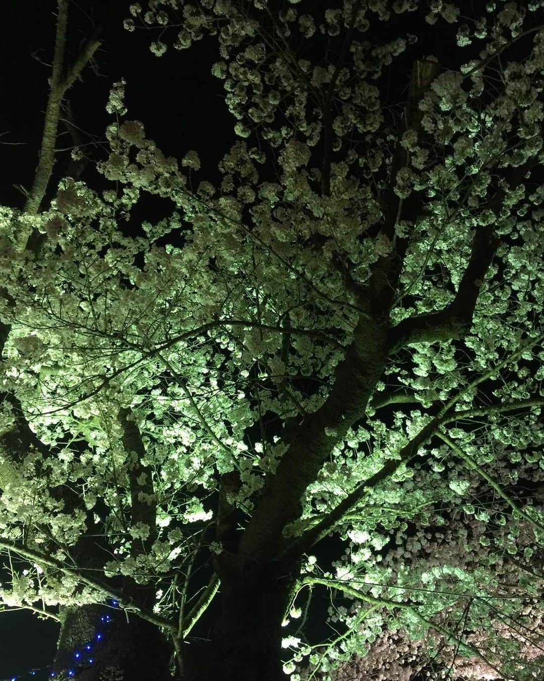 福山理子さんのインスタグラム写真 - (福山理子Instagram)「また、応援にいきたいな📣 #よのもりこうえん #相馬市 #復興応援バスツアー #2018年4月 #桜 #福島 #たまごぱん #世界が平和でありますように」2月11日 3時51分 - rikofukuyama