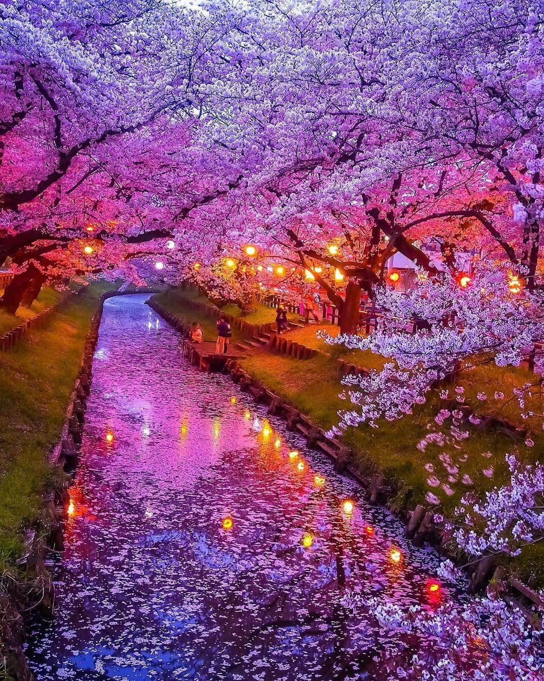 Earth Picsさんのインスタグラム写真 - (Earth PicsInstagram)「Who’s going to Japan 🇯🇵 for cherry blossom 🌸 this year? Tag that person photo by @t.hagi_1013」2月11日 4時55分 - earthpix