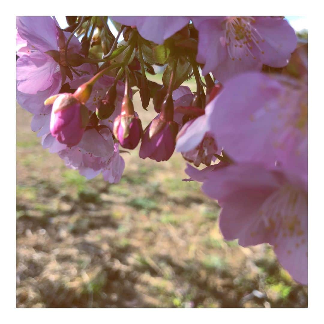 佐々木貞江さんのインスタグラム写真 - (佐々木貞江Instagram)「これから花を咲かせる　つぼみ 愛おしく優しい気持ちになるなー　 #つぼみ #桜#美しき国#japan#日本 #友を思いながら」2月26日 2時02分 - sadaebam