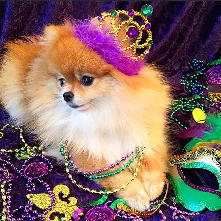Monique&Gingerのインスタグラム：「Does this crown make me look fat?👑🐷Happy Fat Tuesday everybody💜💛💚」