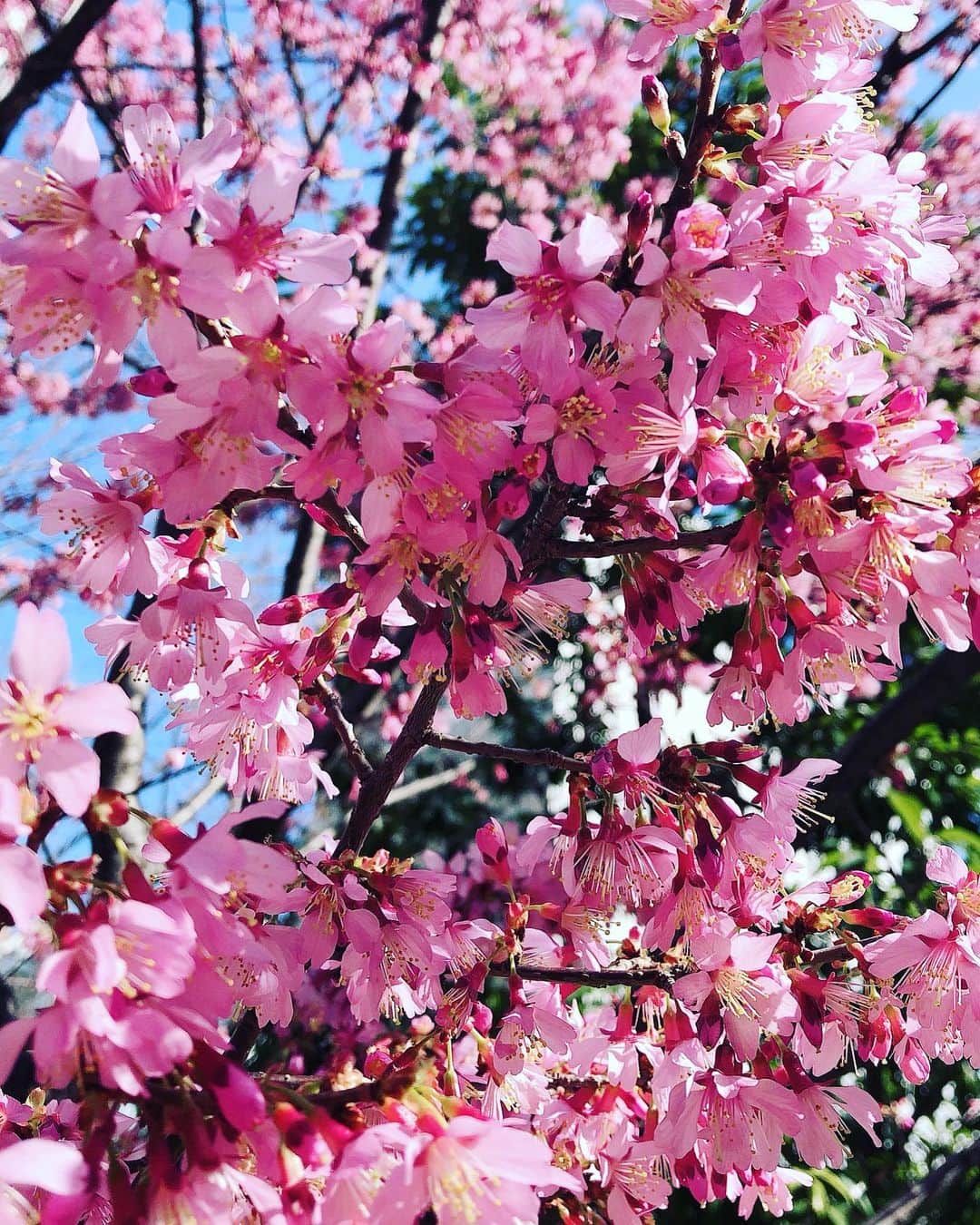 のインスタグラム：「早目に咲く桜🌸 今年も綺麗満開❣️ Spring is just around the corner.  #桜 #桜咲く  #早咲き桜  #春  #spring #sakura」