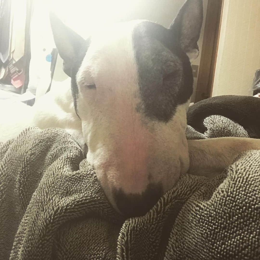 Q太郎さんのインスタグラム写真 - (Q太郎Instagram)「#minituru#bull#terrier#minibullterrier#miniturubullterrier#dog#dogstagram#cute#qtaro#love#family#ミニチュア#ブルテリア#ミニチュアブルテリア#Q太郎」2月25日 18時41分 - qtaro.jun