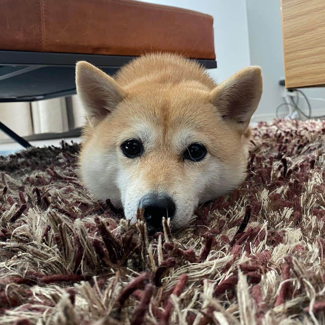 アブのインスタグラム：「前足を隠して伏せるこの癖好き　#シバチャ #dog #柴犬 #犬」