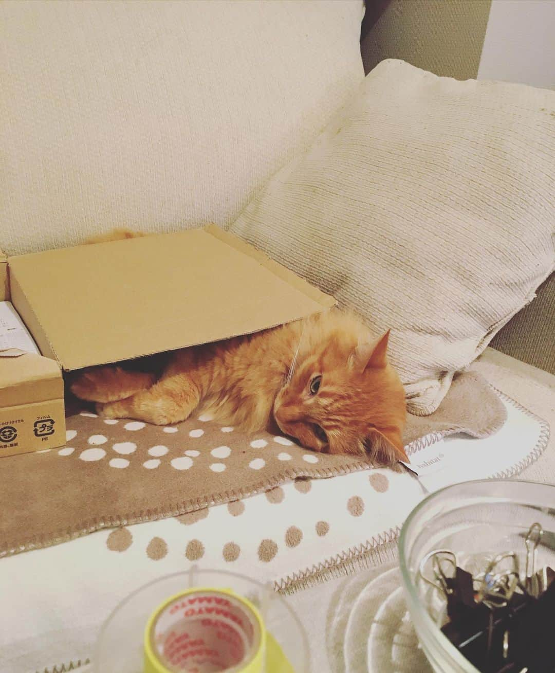 猫沢エミさんのインスタグラム写真 - (猫沢エミInstagram)「ママが年に一度のカクテーシンコクっていうのをはじめたので、ボクのふとんがダンボールになりました。  文句はいいません。 ボクたちはフヨーカゾクなので。  でもカンプキンがもどってきたら、焼きがつお買ってね♡  #ユピ坊　#確定申告2020  #保護猫控除希望🐈 #どうして毎年毎年こうも計画的に出来ないのか #人間だものbyみつお」2月25日 19時07分 - necozawaemi