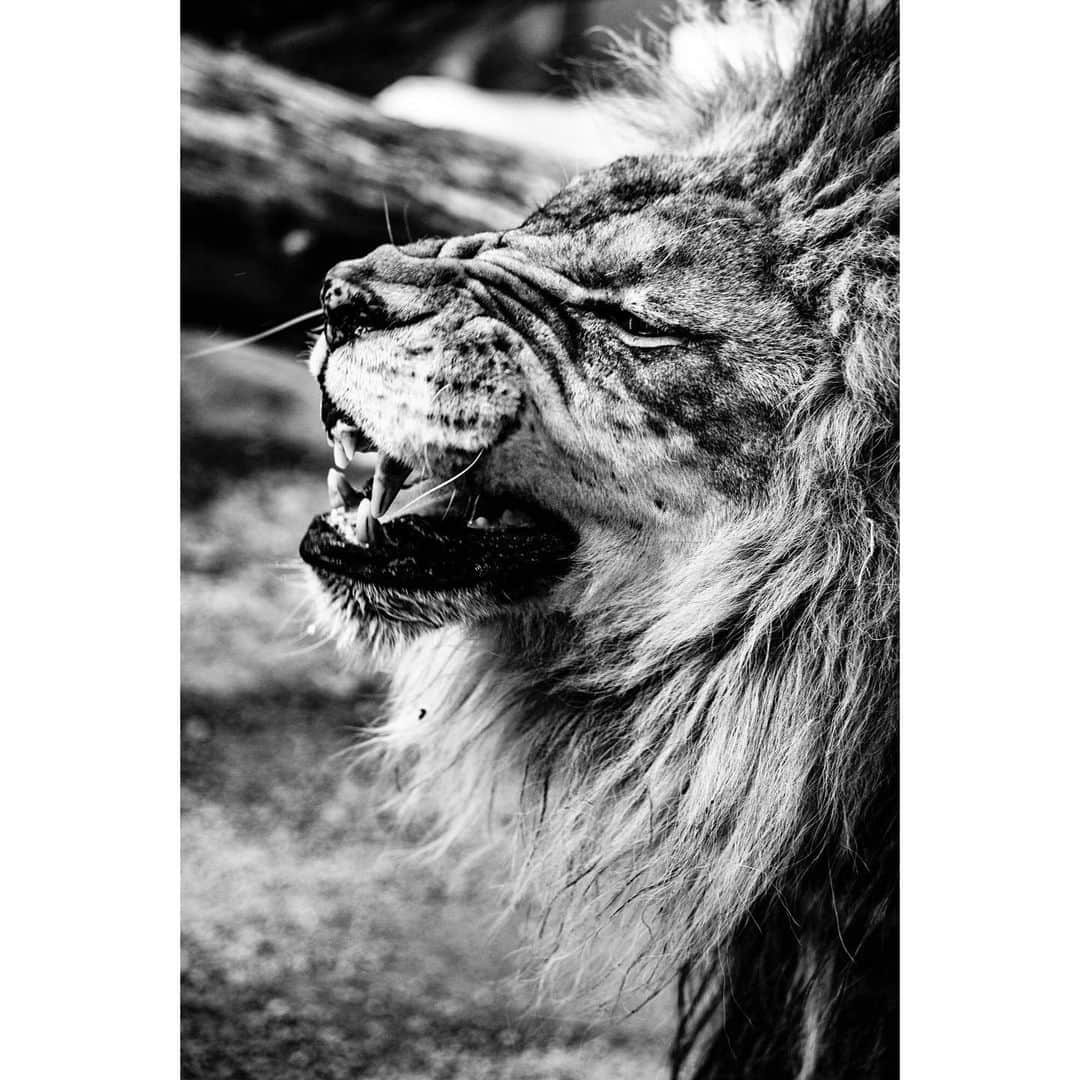 青木カズローさんのインスタグラム写真 - (青木カズローInstagram)「Lion﻿ ﻿ #王子動物園 #動物写真 #動物 #animal #animalphoto #zoophoto #zoo #lion #神戸 #写殺」2月25日 19時19分 - cazrowaoki