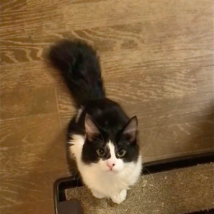 もじゃころのインスタグラム：「どうもぼくです！みんなぼくのことをワンちゃん🐶だと言いますが、もっとカッコよく大きくなりたいので、ライオン🦁トレーニングもはじめました！カッコイイタテガミもあるのでたぶんぼくは犬じゃなくてライオンの子だと思います！  #坂東玉隠しシャシャ丸  #🦁」
