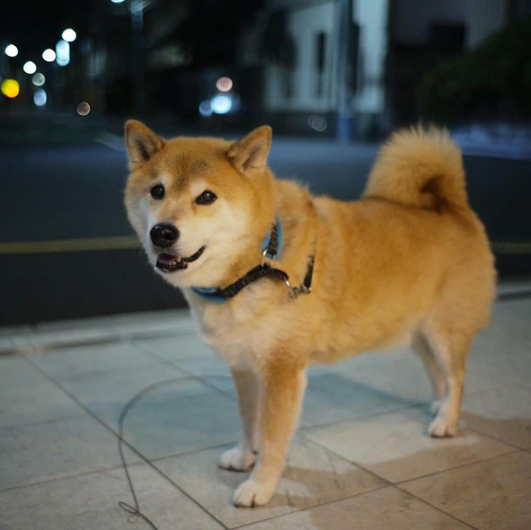 まる（まるたろう）のインスタグラム