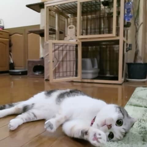 takegaeruのインスタグラム：「ちょいちょい、早く撫でにゃさい😽  かわいいなぁ❤️ #cat #scottishfold #猫 #スコティッシュフォールド #三毛スコ友の会」