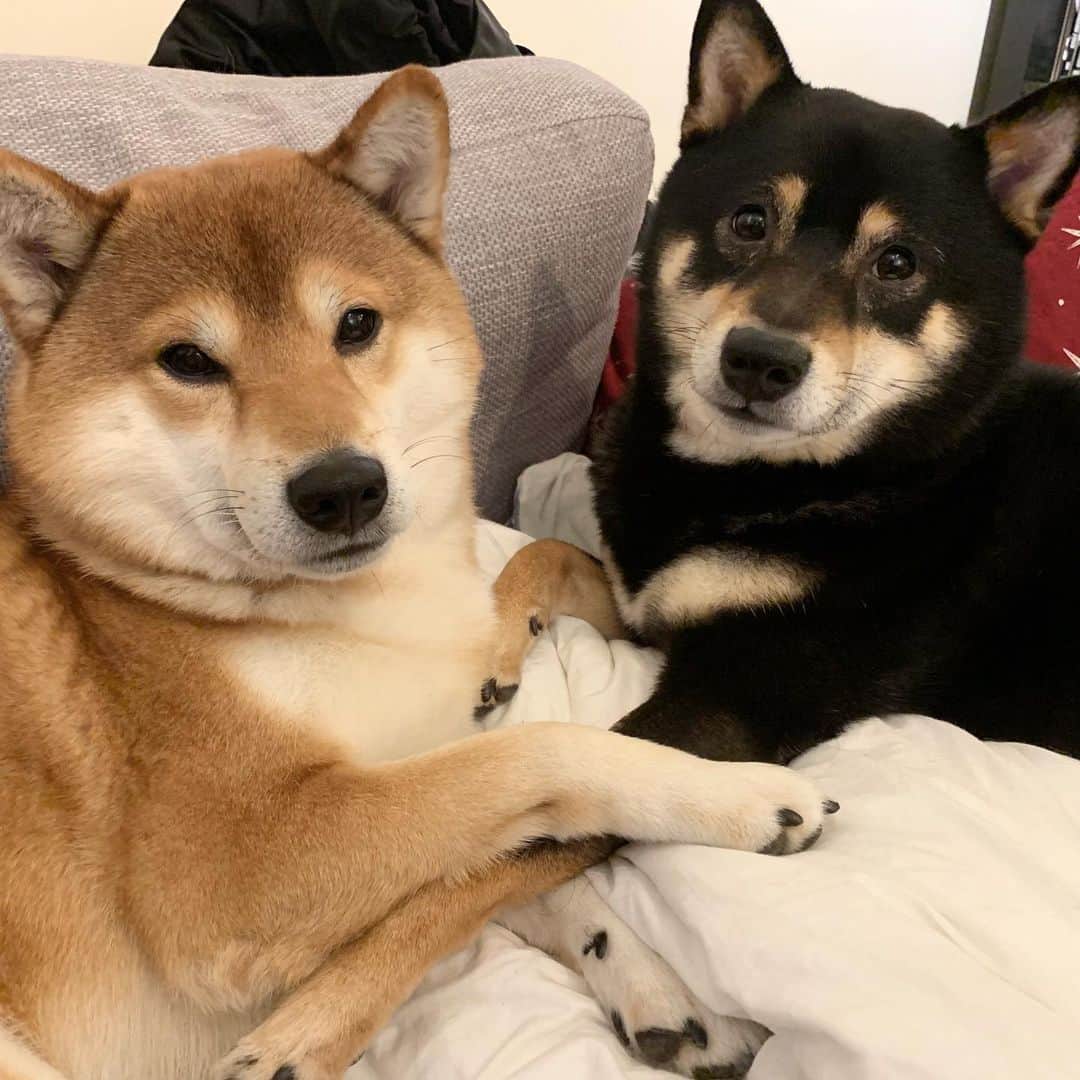 ?Fricko the Shiba Inu?のインスタグラム：「Henlo hoomans🥰🥰 🐾 🐾 🐾 #FrickoandKeaton #🐶 #☀️ #shiba #shibainu #dog #柴犬 #赤柴 #黒柴  #adorable #shibalovers #shibaholics  #dogoftheday  #weeklyfluff #aww #dogstagram  #dogscorner #puppiesofinstagram #shibapuppy」