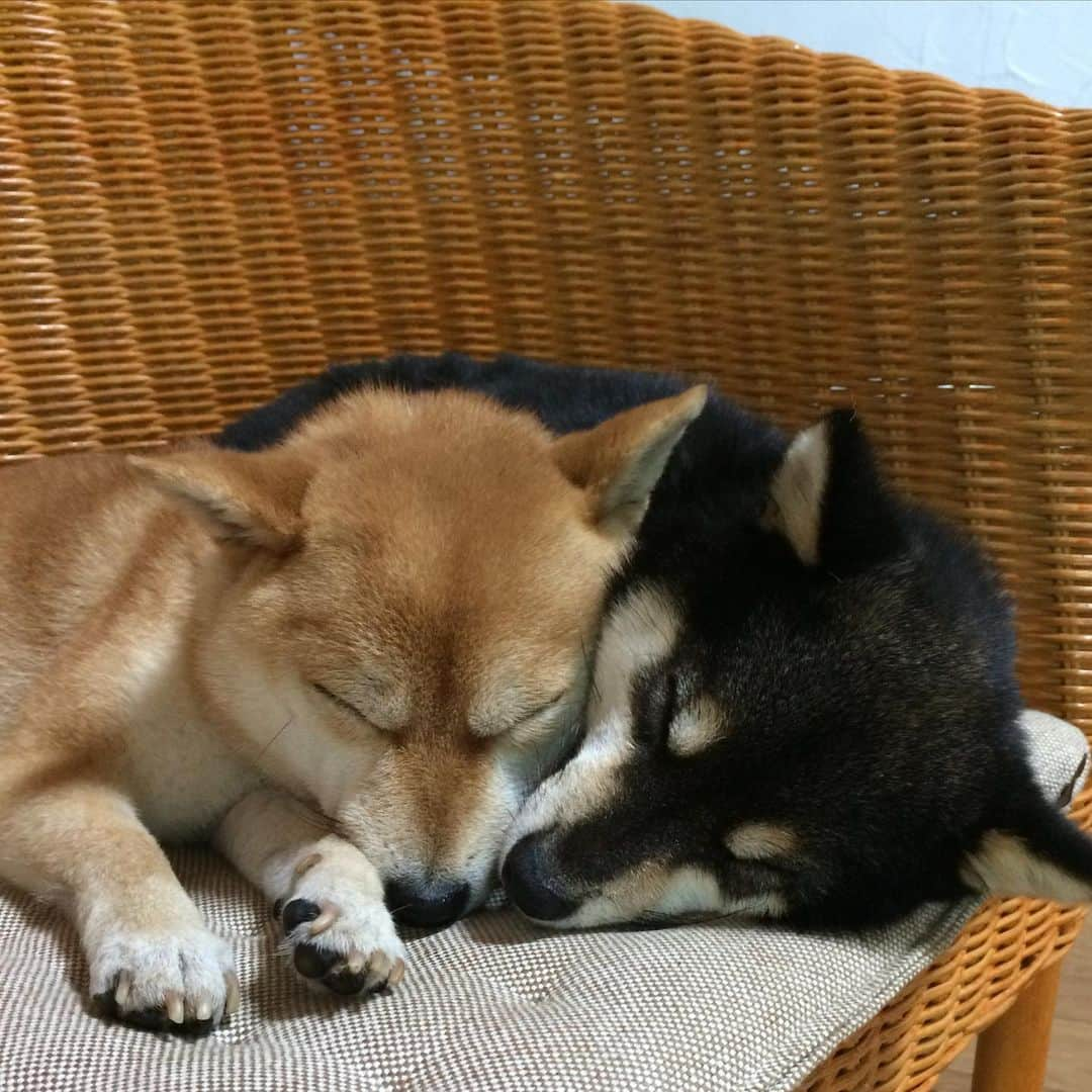 豆柴なつ&ふゆさんのインスタグラム写真 - (豆柴なつ&ふゆInstagram)「Good night😴⭐️ おやすみなさ〜い😴⭐️ #柴犬#shiba #shibainu #shibastagram #ワンコ#sweet#豆柴#癒し #cute#仲良し #pecoいぬ部#doglove #シバフル#dogstagram #dogoftheday #かわいい#instashiba #夢#🐕📷 #ふわもこ部#love#spooning#sweetdream #犬#instacute #柴#proudshibas #cutepets #goodnight #おやすみ」2月25日 20時57分 - mameshiba.natsuinu56