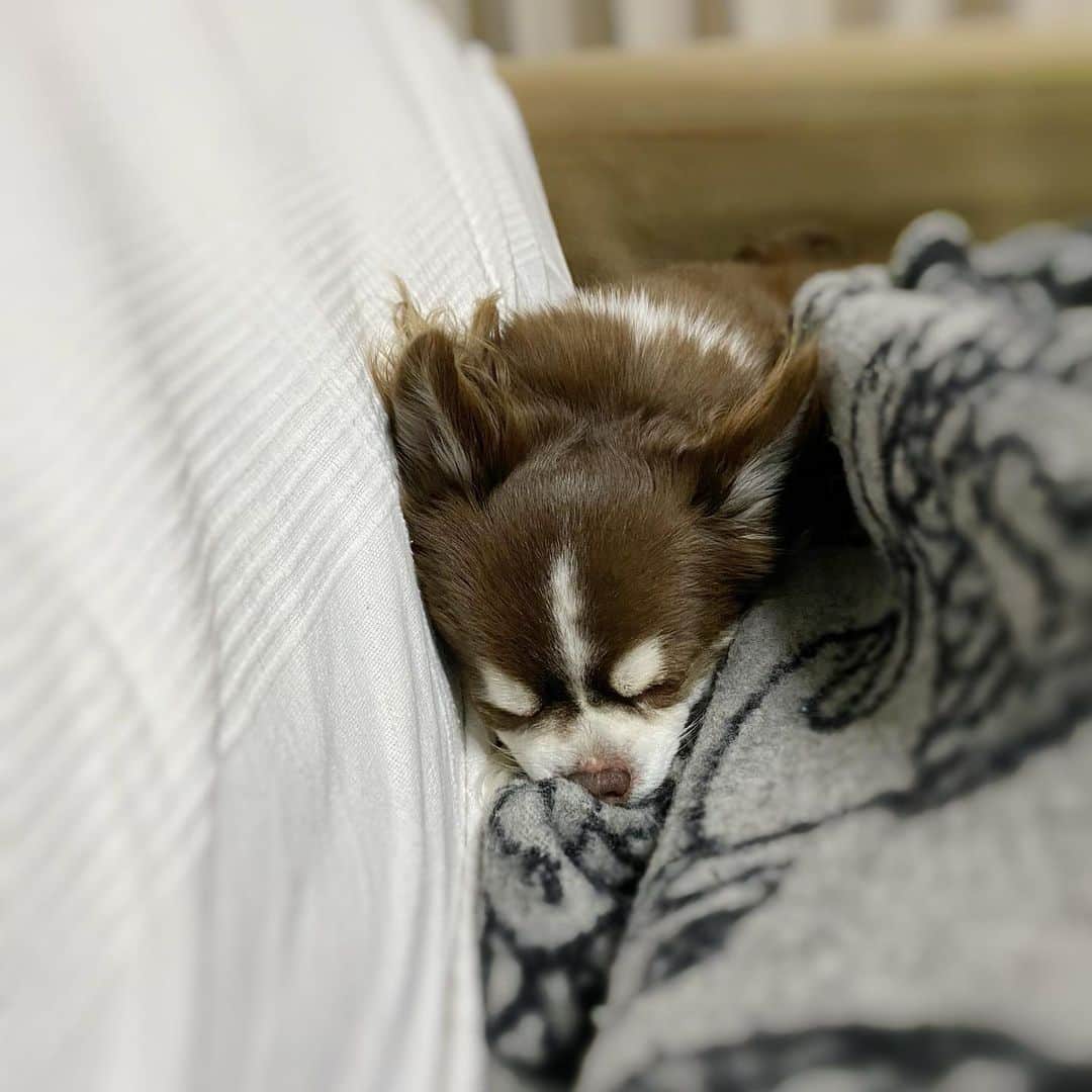 こまけいこのインスタグラム：「めっちゃ隙間。  #犬　#わんこ　#たぶん12歳　#老犬　#見た目も中身も若い　#子犬に間違われる　#トリミング前ぼさぼさ」