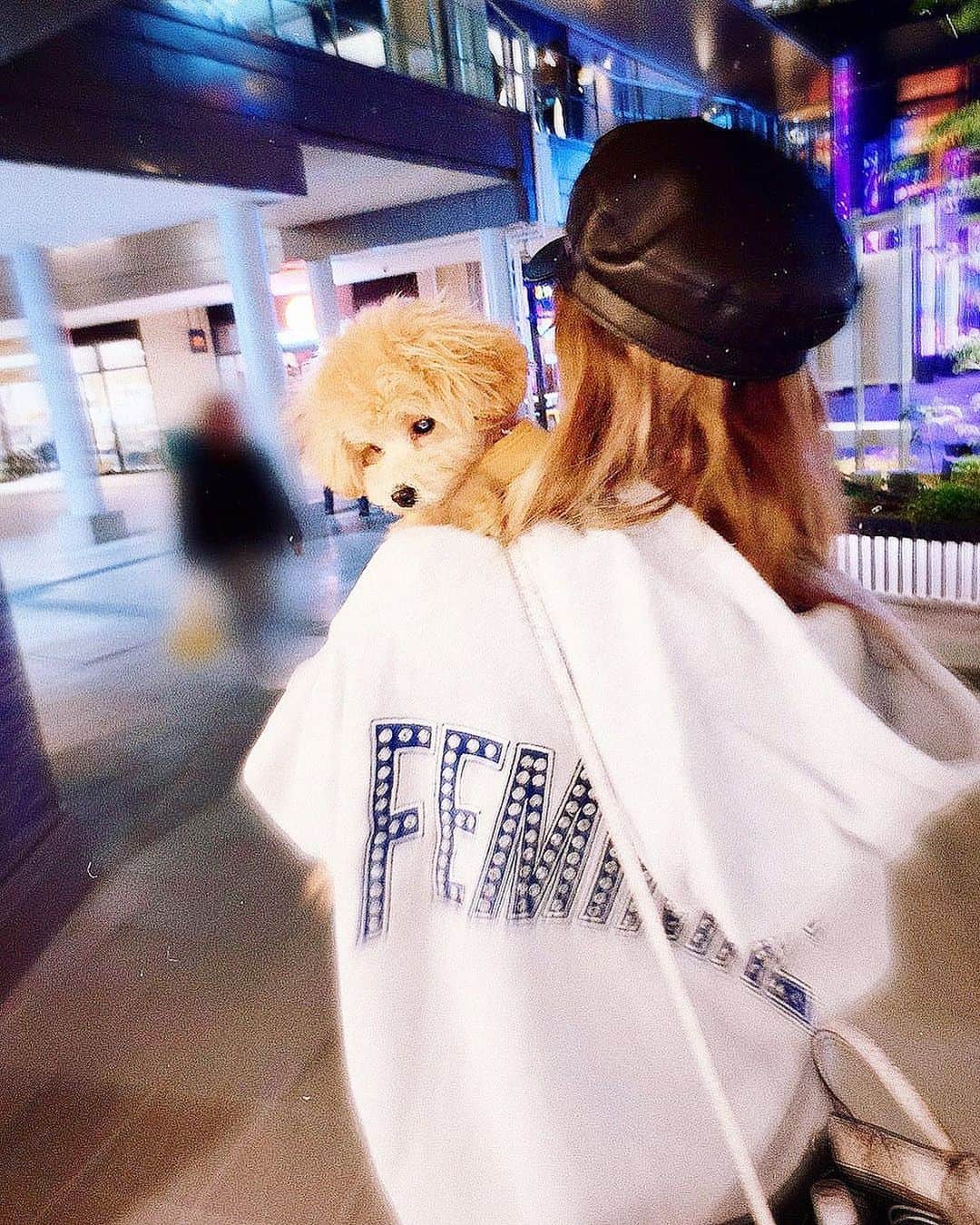アンジェリカのインスタグラム：「❤︎🏹 . トリミングしてスッキリ らるさんと おデート 💜💕‼︎ . #ラルム #愛犬 #トリミング #グランベリーパーク」