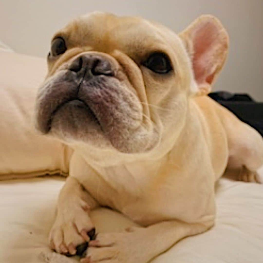 押尾学さんのインスタグラム写真 - (押尾学Instagram)「love u too😘😘😘 #goodnight #zeus #frenchbulldog #dogsofinstagram #frenchie #instagood #fosterdog #mycutestfrenchie」2月25日 21時11分 - manabuoshio_official