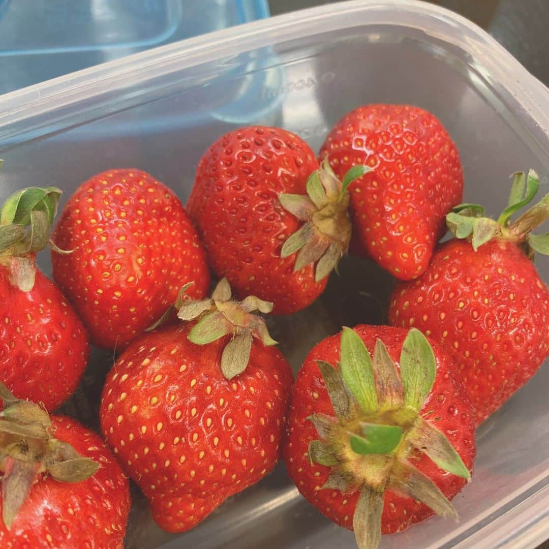 森みはるさんのインスタグラム写真 - (森みはるInstagram)「ブーム🍓 でも今日は食べなかった！ 花粉症によくないって来栖に言われたので辞めました。笑 あと、糖質！！！って言われたから、、笑 さよなら🍓」2月25日 21時11分 - miharu_mori